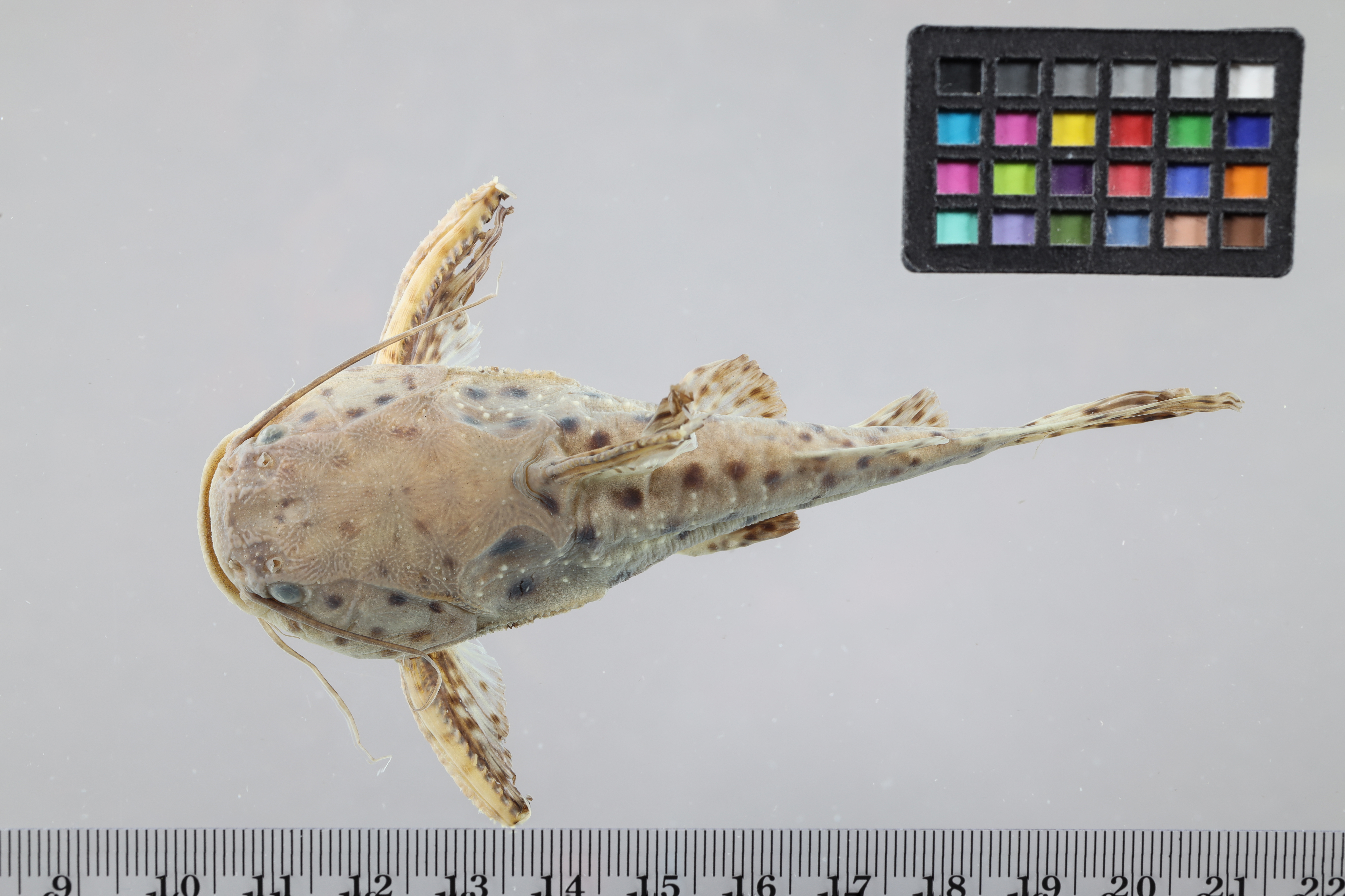 False Jaguar Catfish photo 2