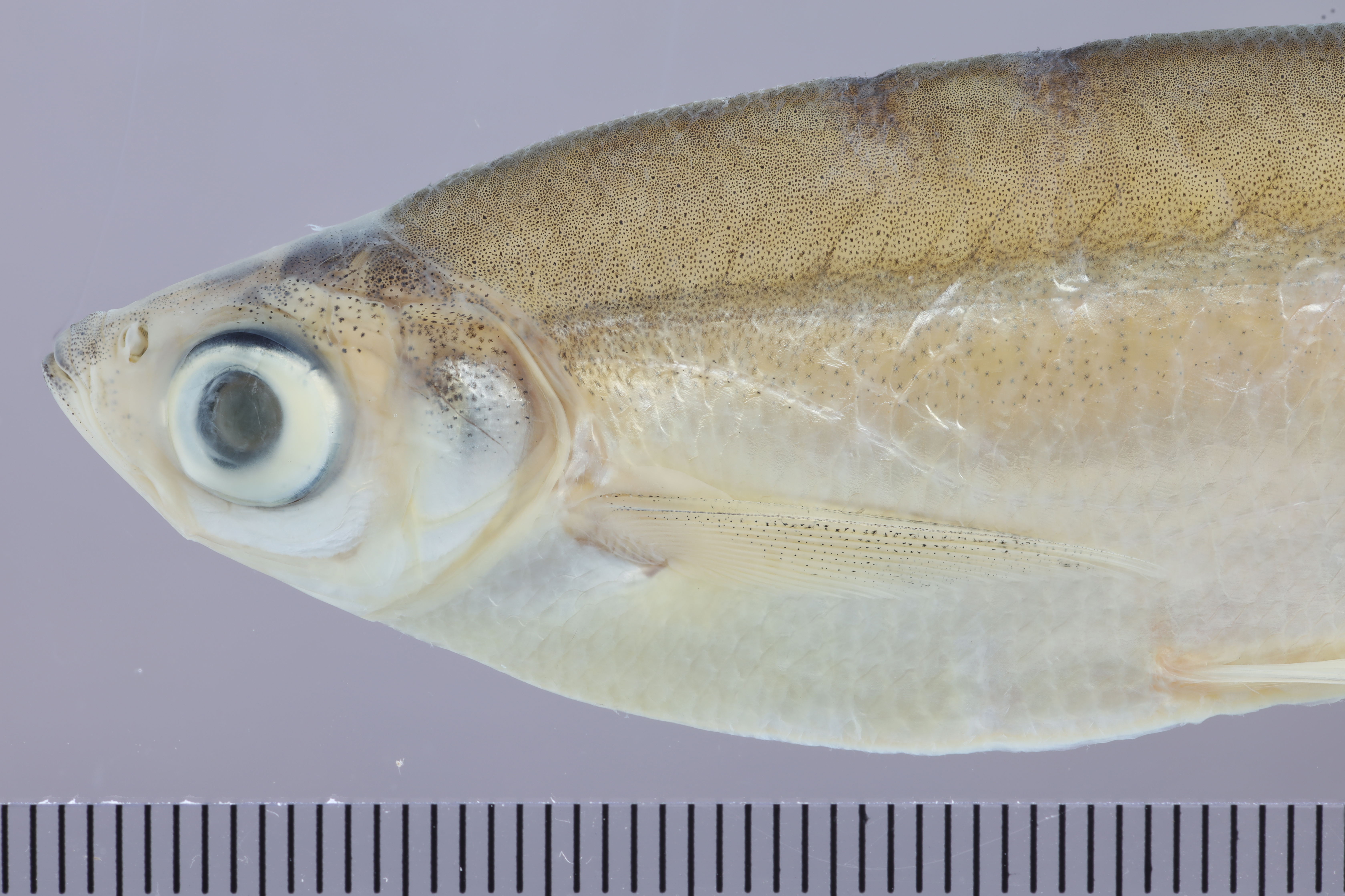 Sharpmouth river carp (Paralaubuca typus) — Cyprinidae — 5