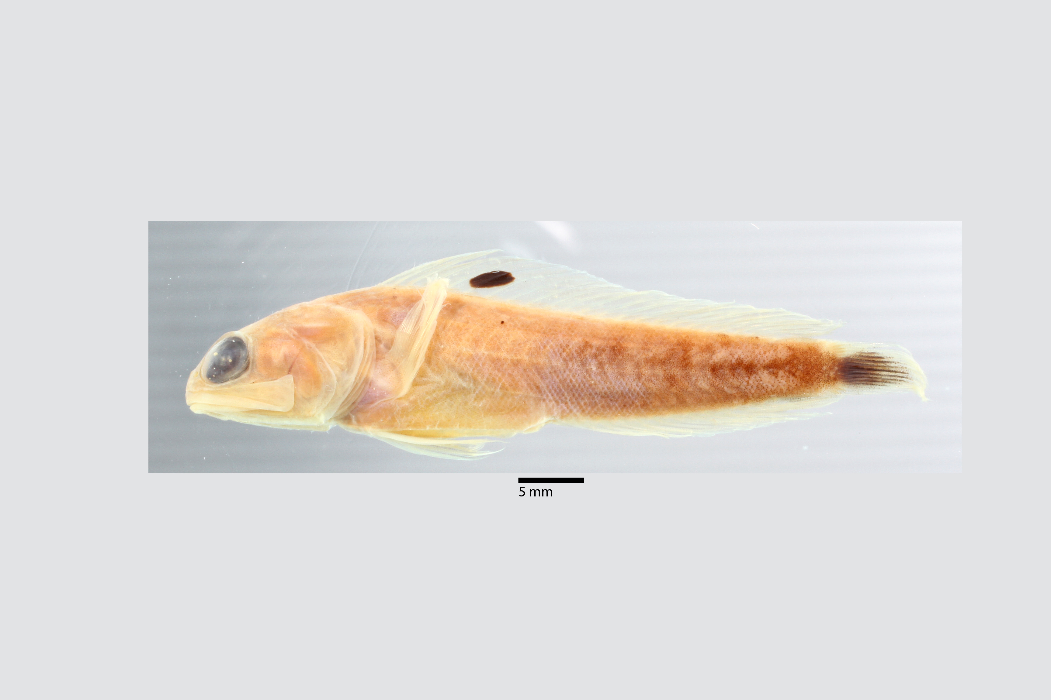 Opistognathus gilberti Böhlke, 1967