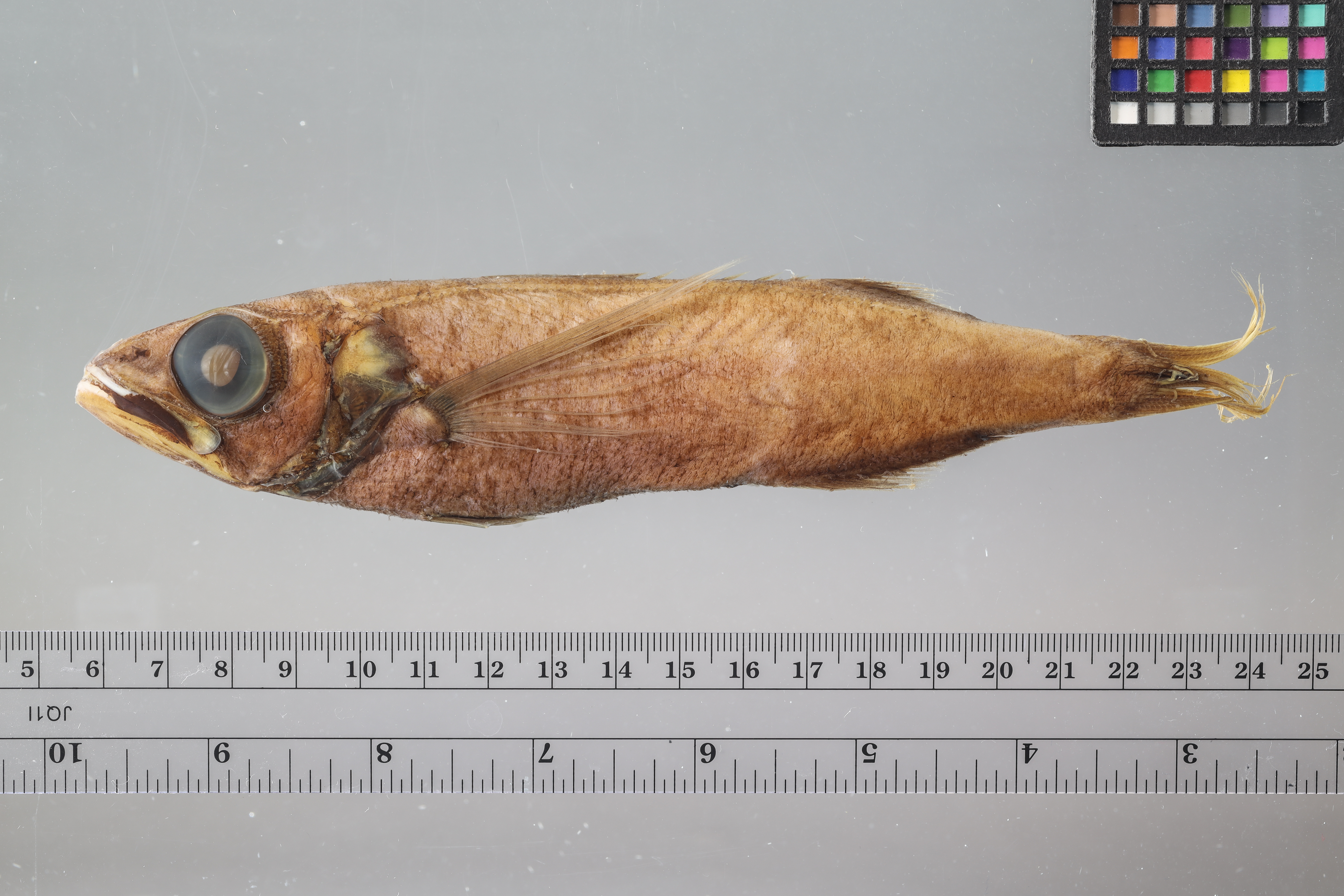 Black mackerel (Scombrolabrax heterolepis) — Scombrolabracidae — 5