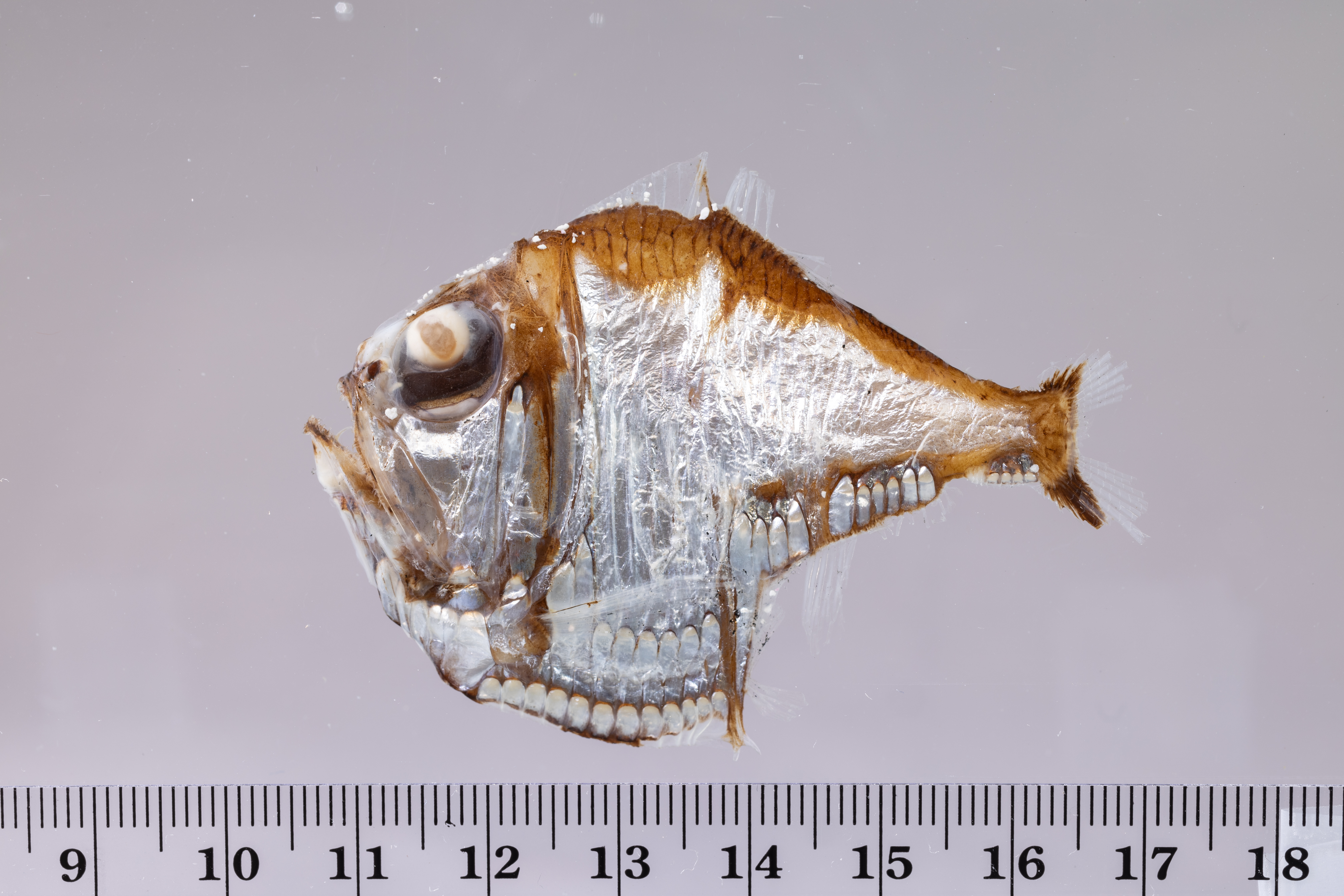 Argyropelecus aculeatus thumbnail