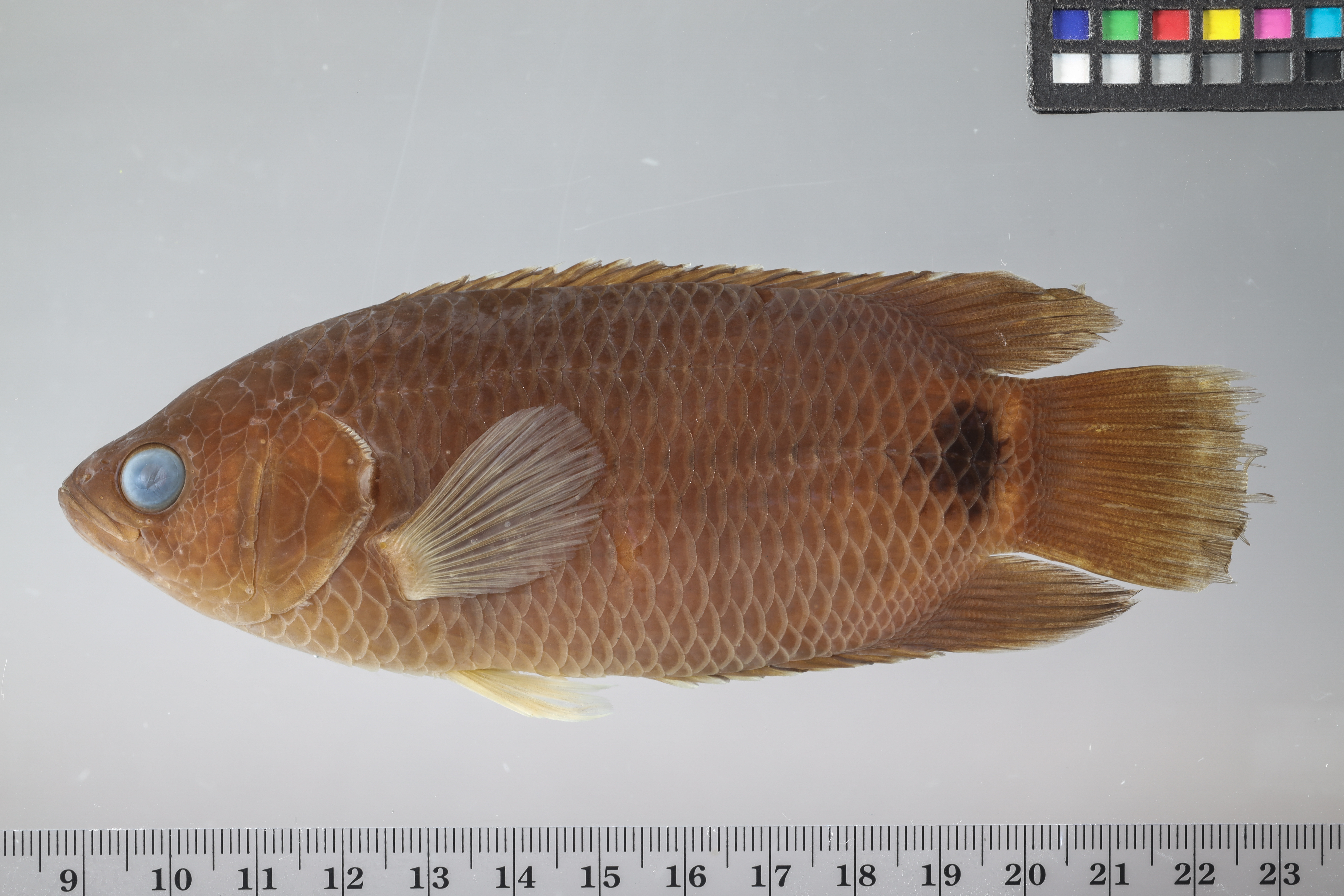 Ctenopoma kingsleyae thumbnail