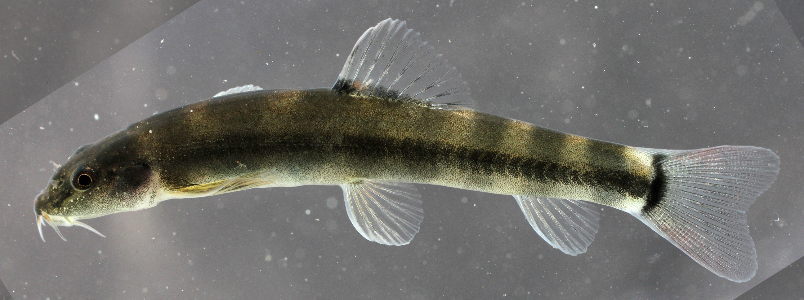 Schistura menanensis thumbnail