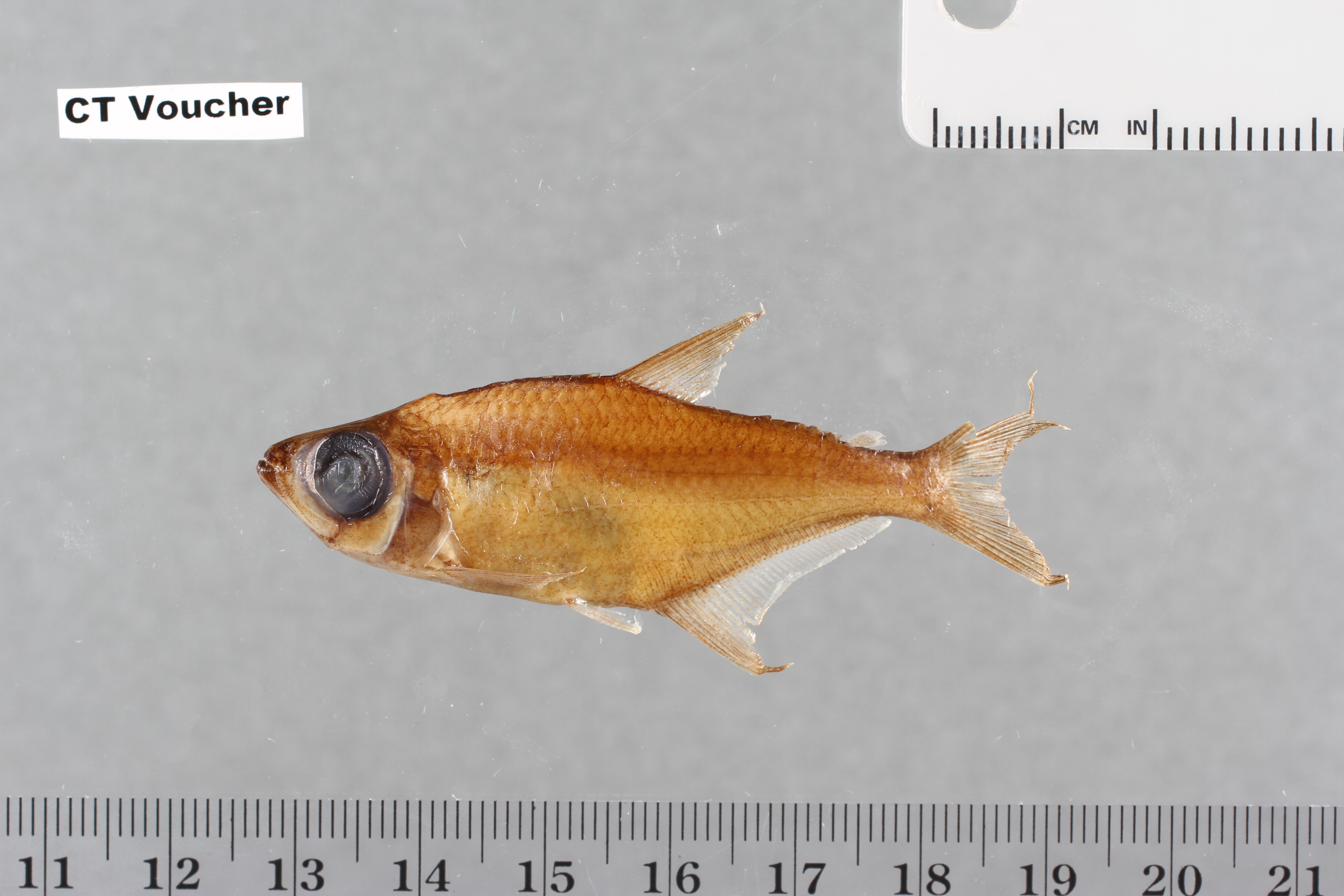 Lonchogenys ilisha