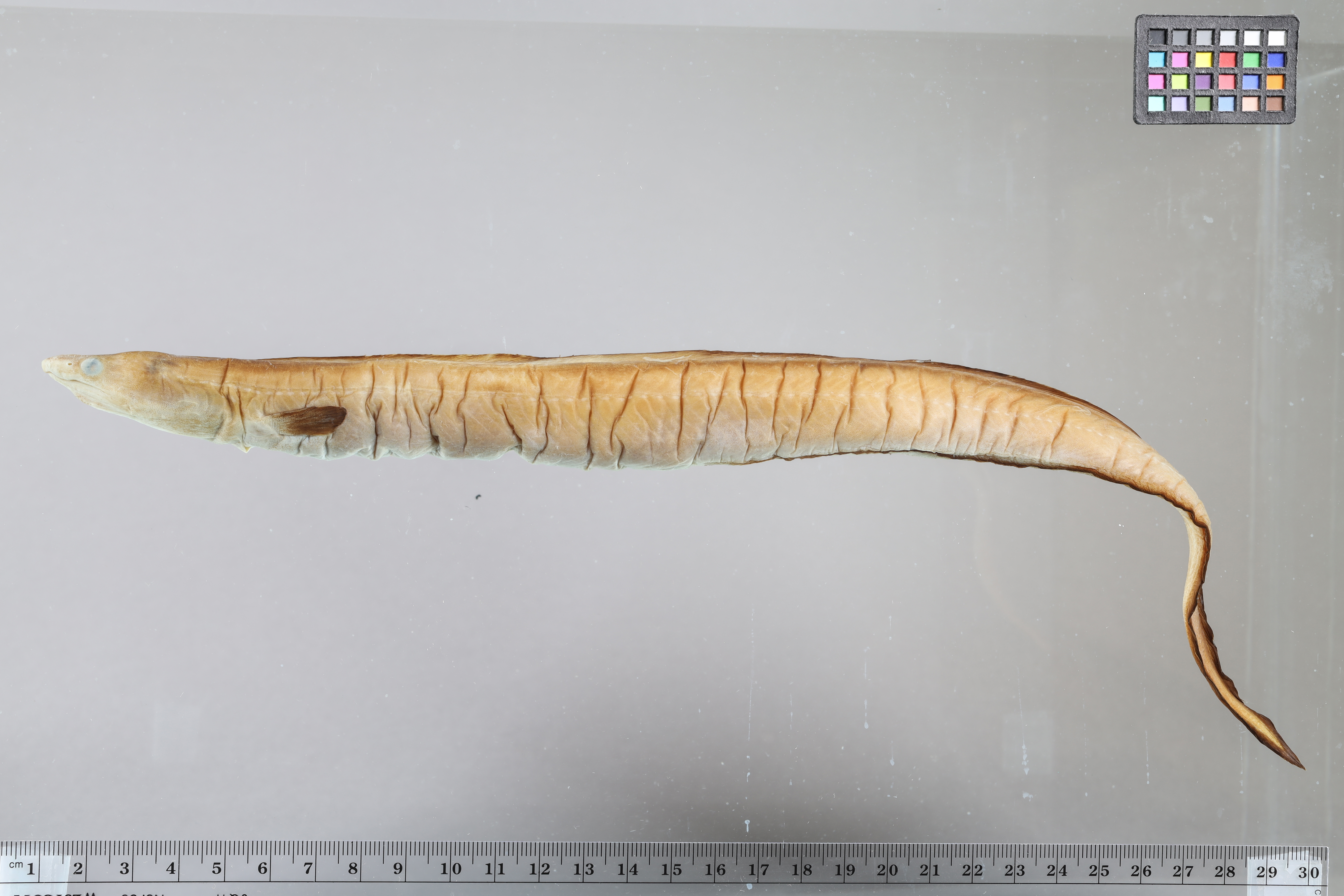 Guayan pike-conger (Cynoponticus savanna) — Muraenesocidae
