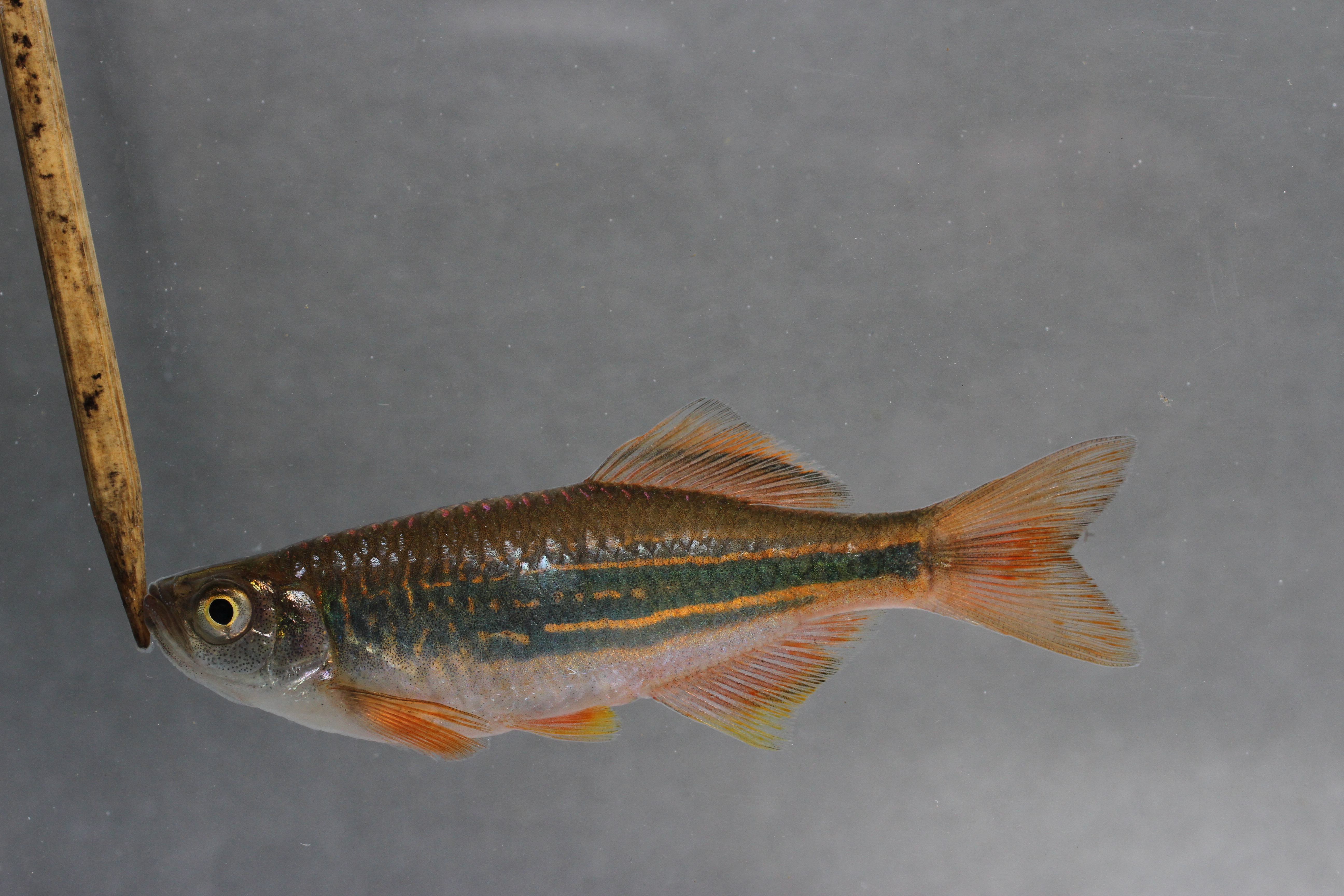 Devario annandalei
