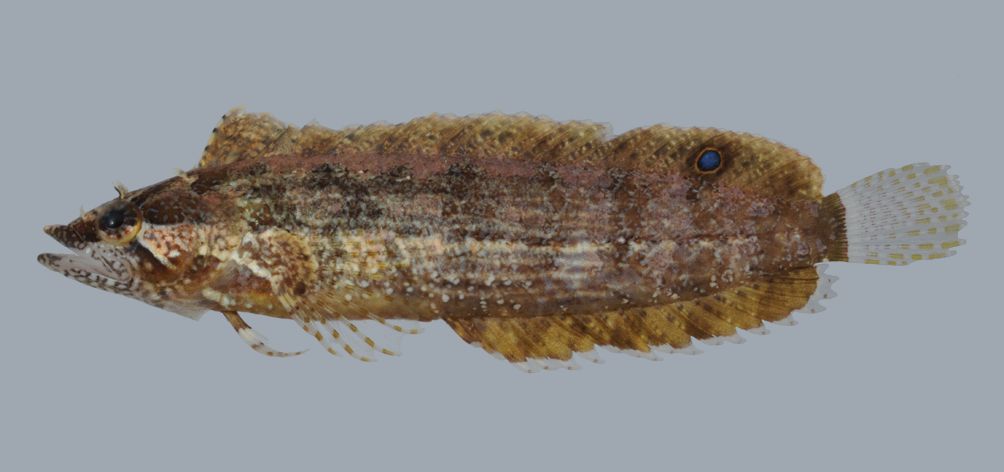 Zwartvin-slijmvis (Paraclinus nigripinnis) — Labrisomidae — 3