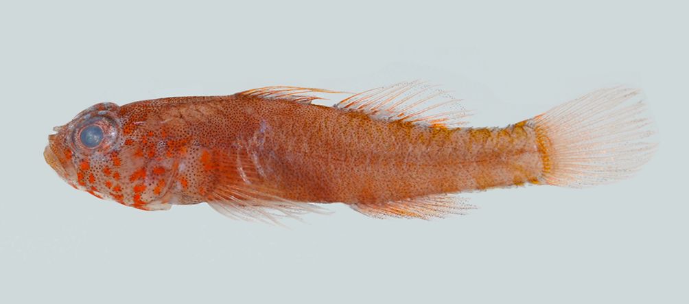 Dwarf goby (Lythrypnus elasson) — Gobiidae — 2
