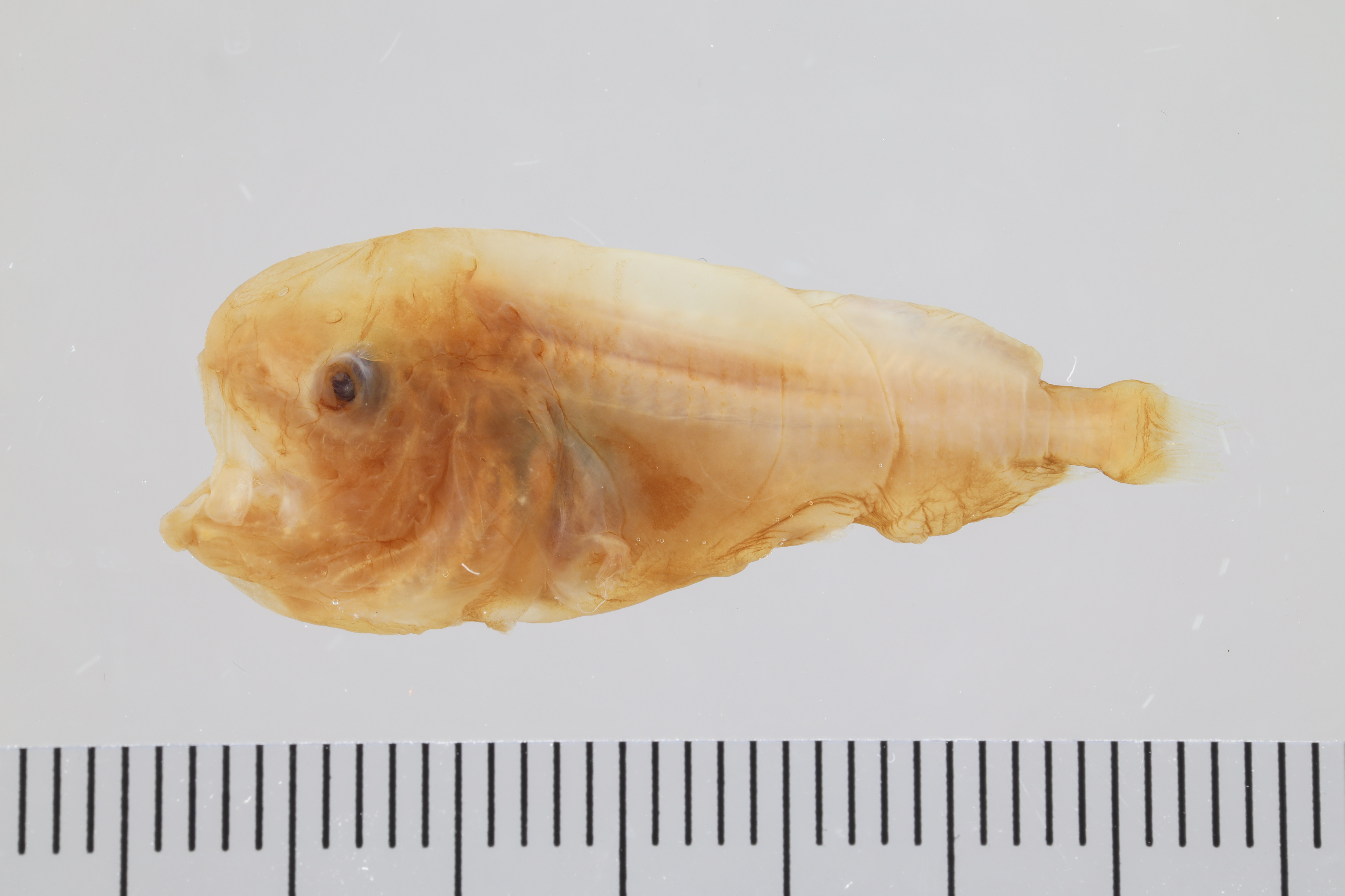 Barbourisia rufa
