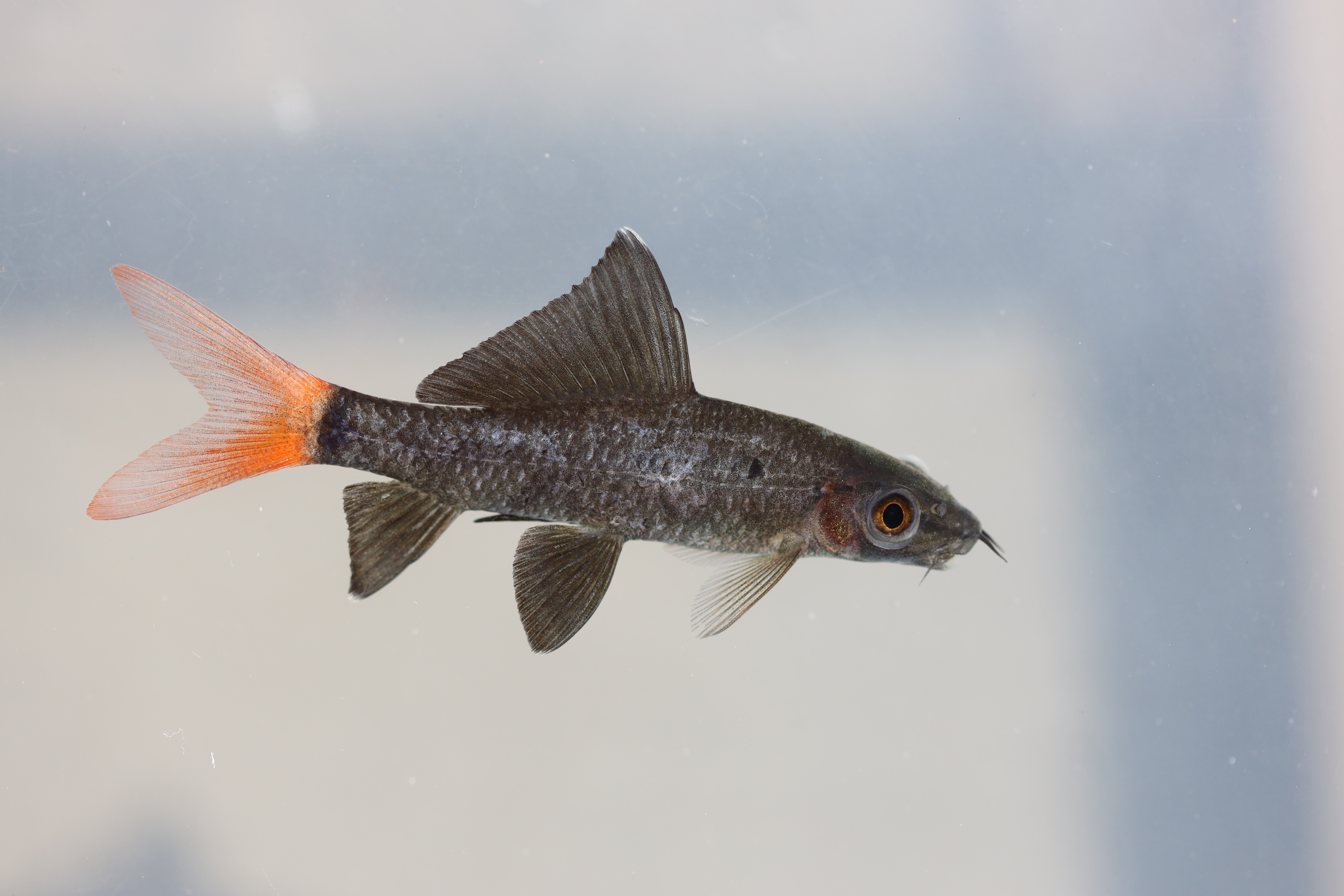 Roodstaart-haaibarbeel (Epalzeorhynchos bicolor) — Cyprinidae