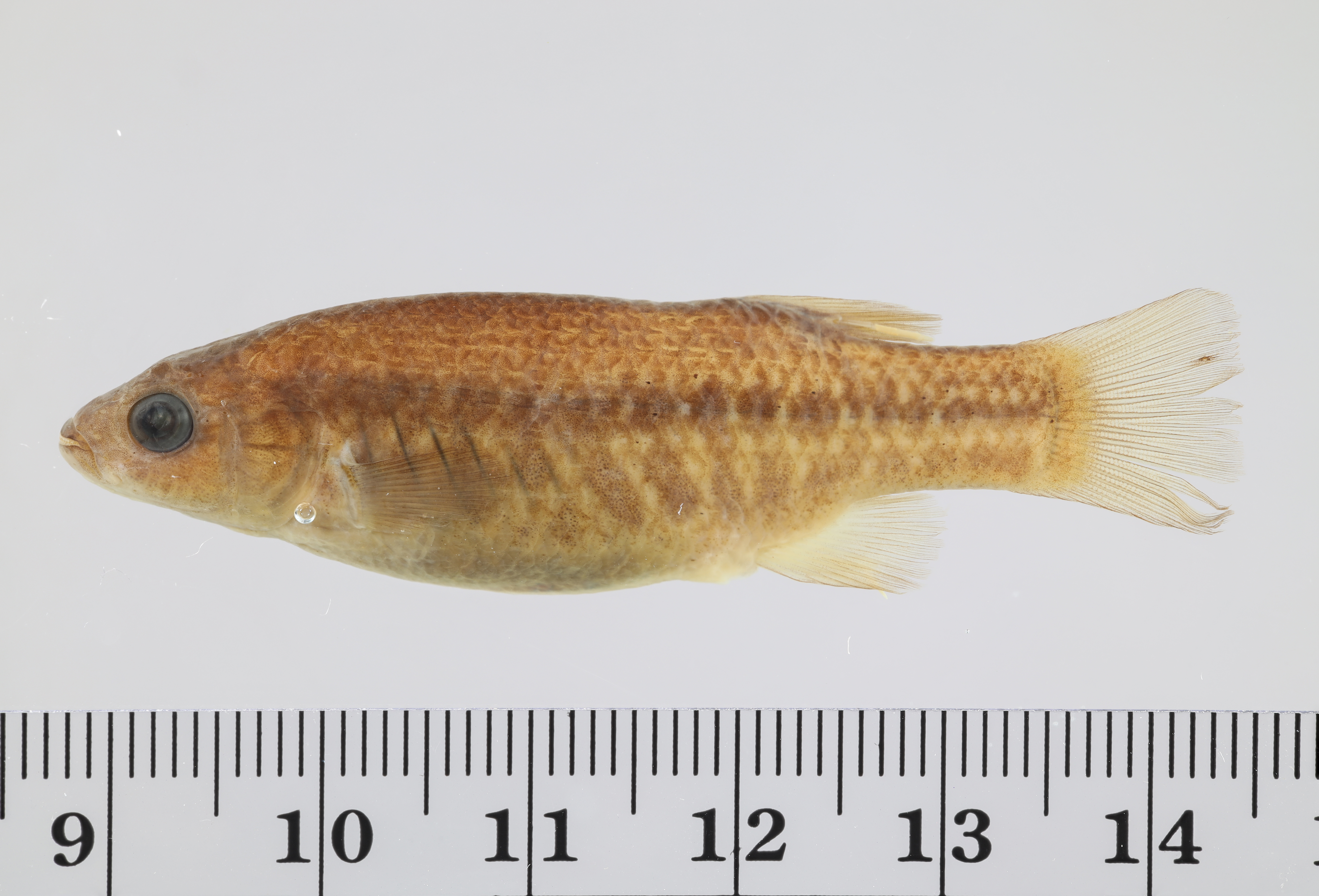 Crenichthys baileyi