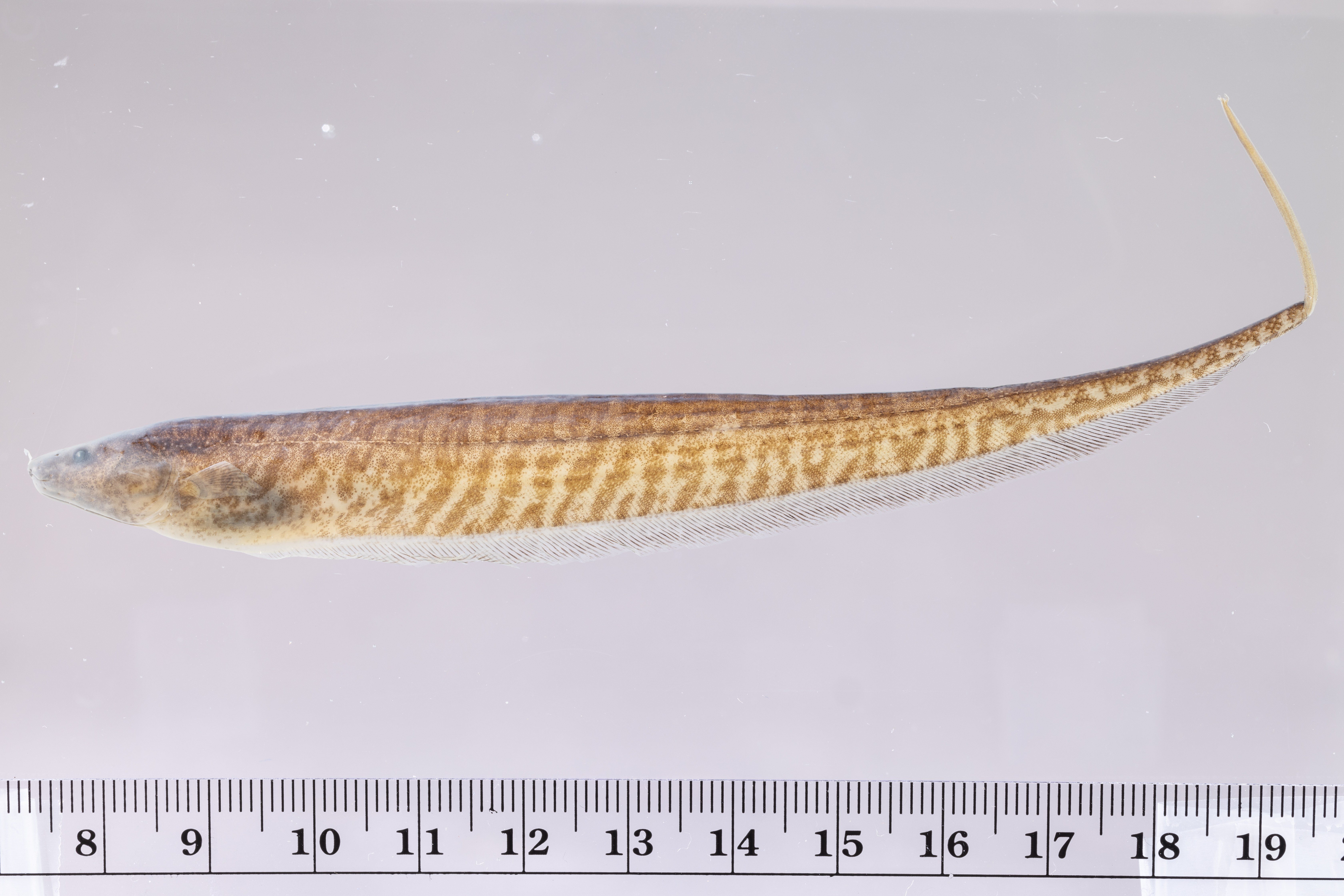 Bluntnose knifefish (Brachyhypopomus brevirostris) — Hypopomidae
