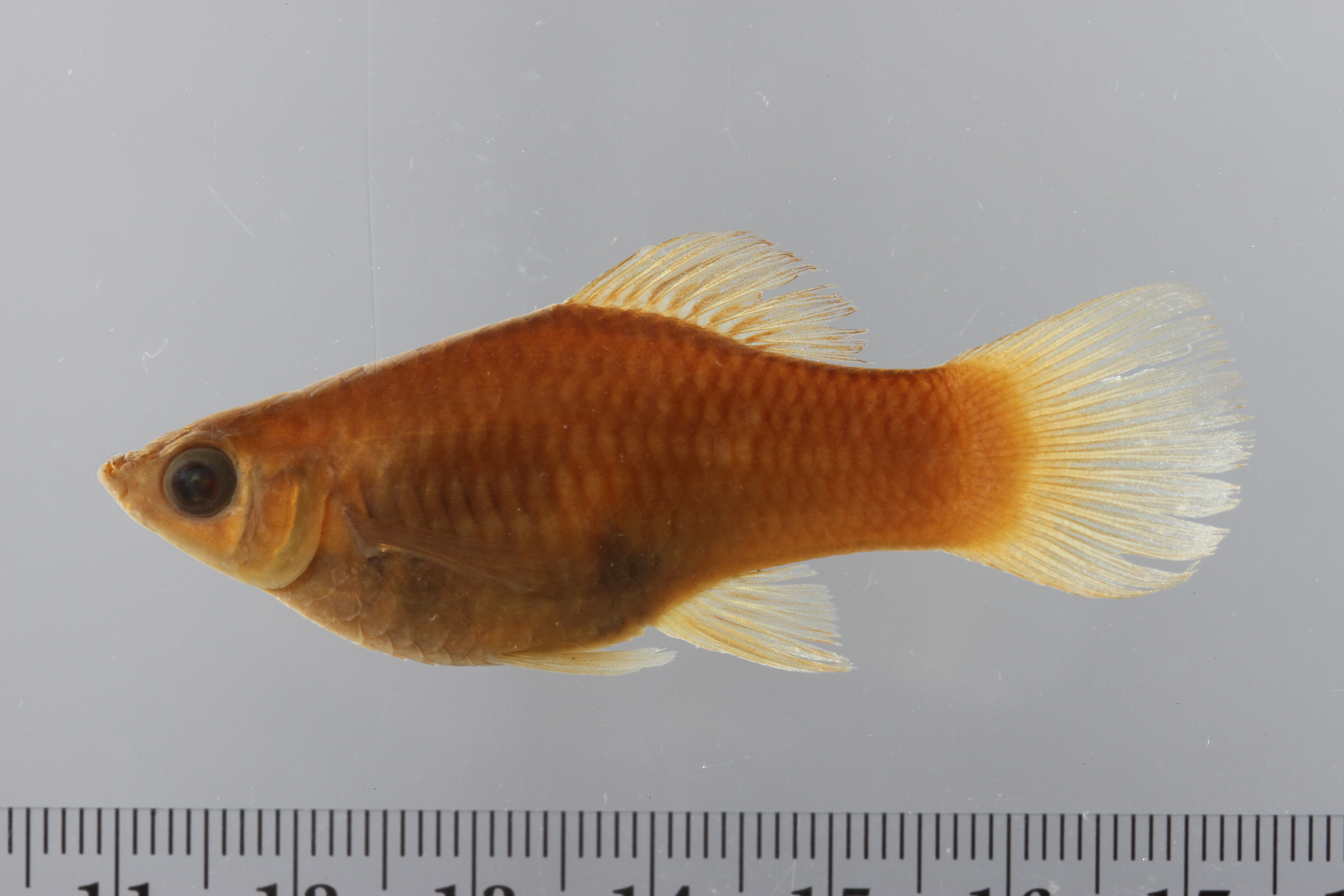 Phallichthys amates