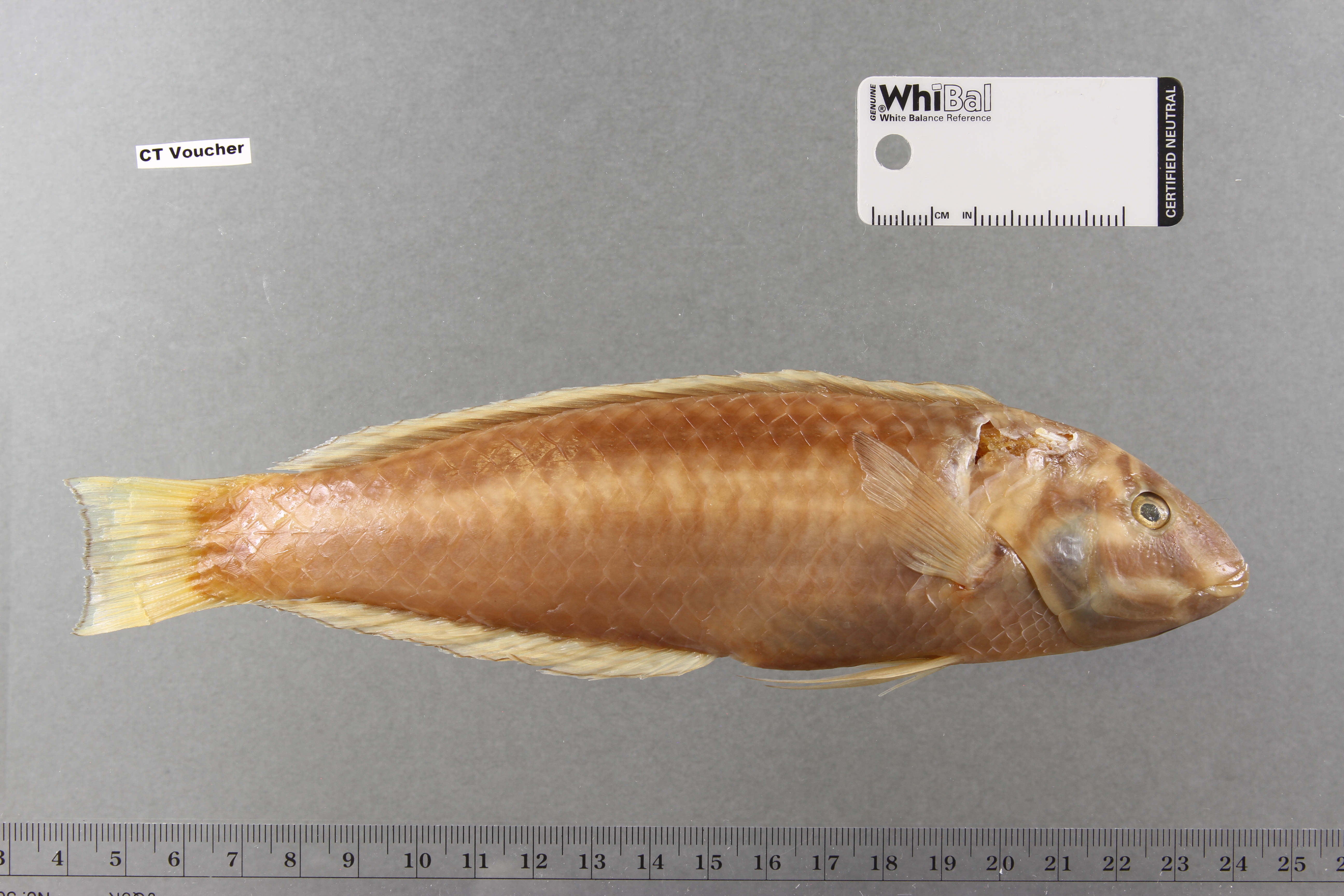 Halichoeres rubrovirens thumbnail