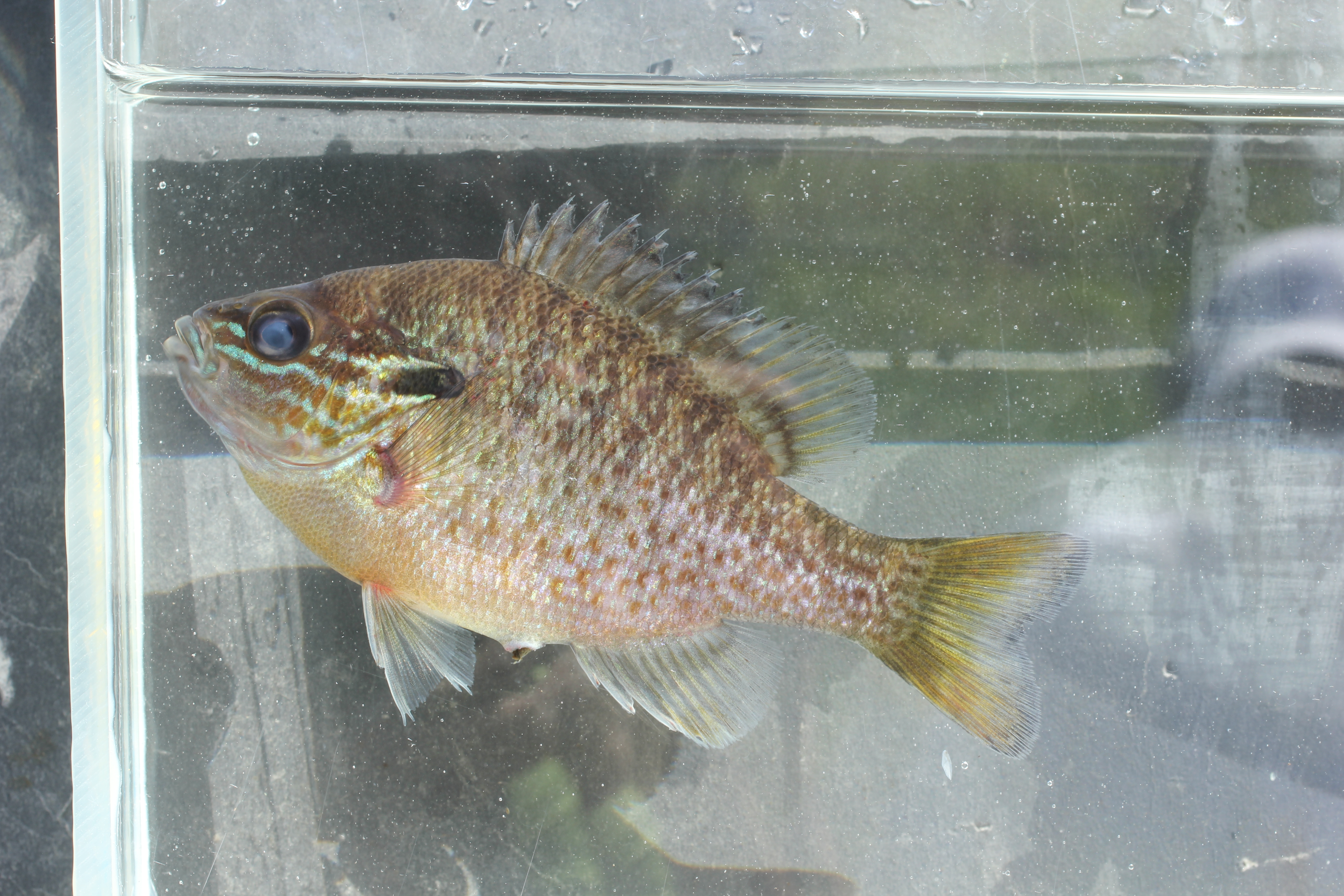 Lepomis marginatus