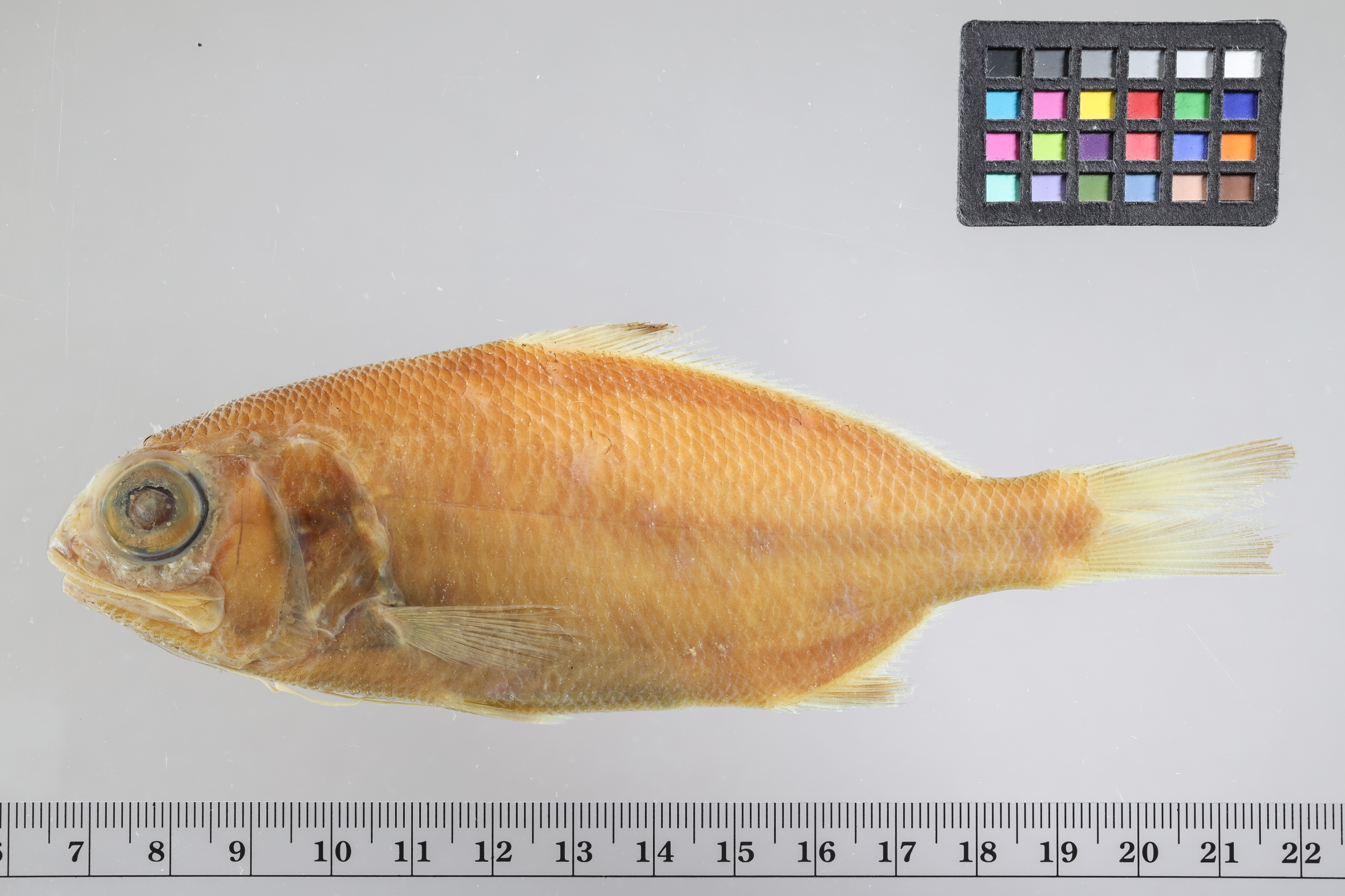 Atlantic beardfish (Polymixia nobilis) — Polymixiidae