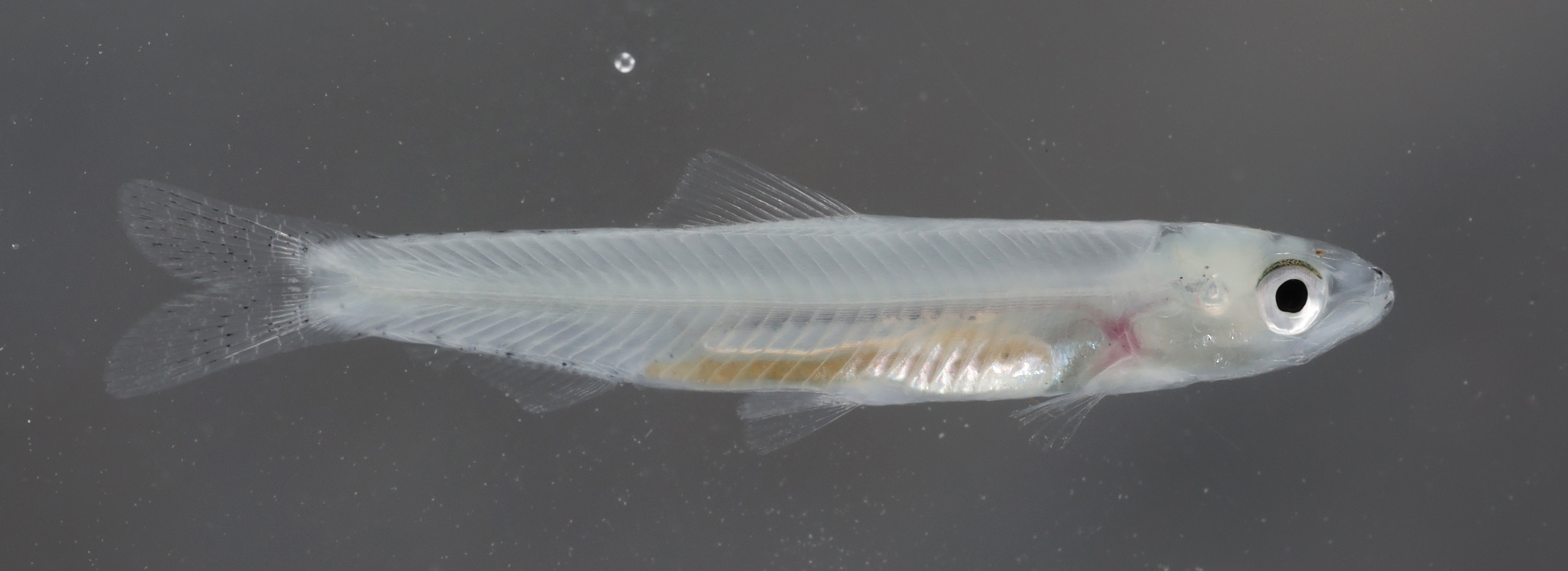 Sumatran River Sprat photo 3