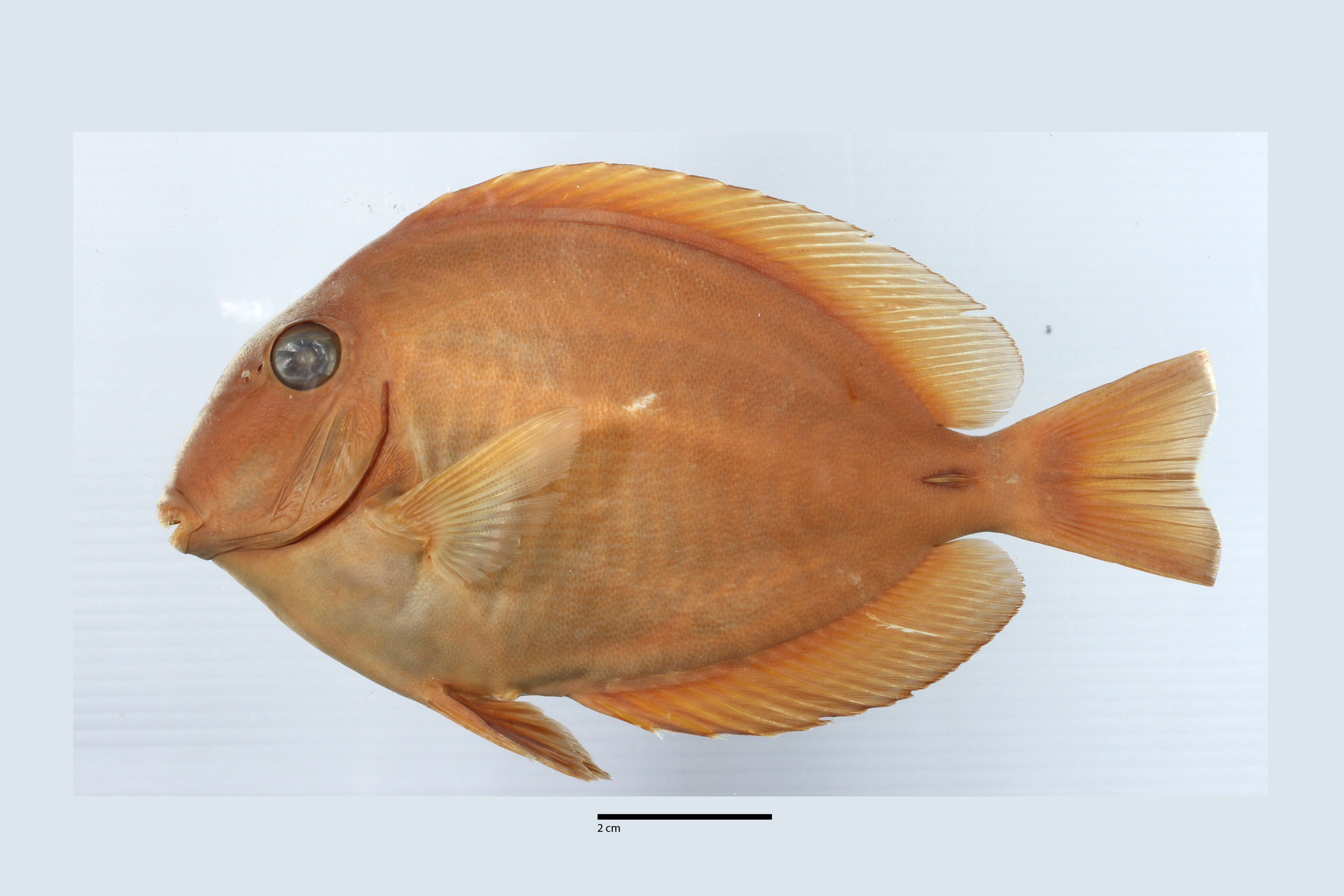 Acanthurus randalli