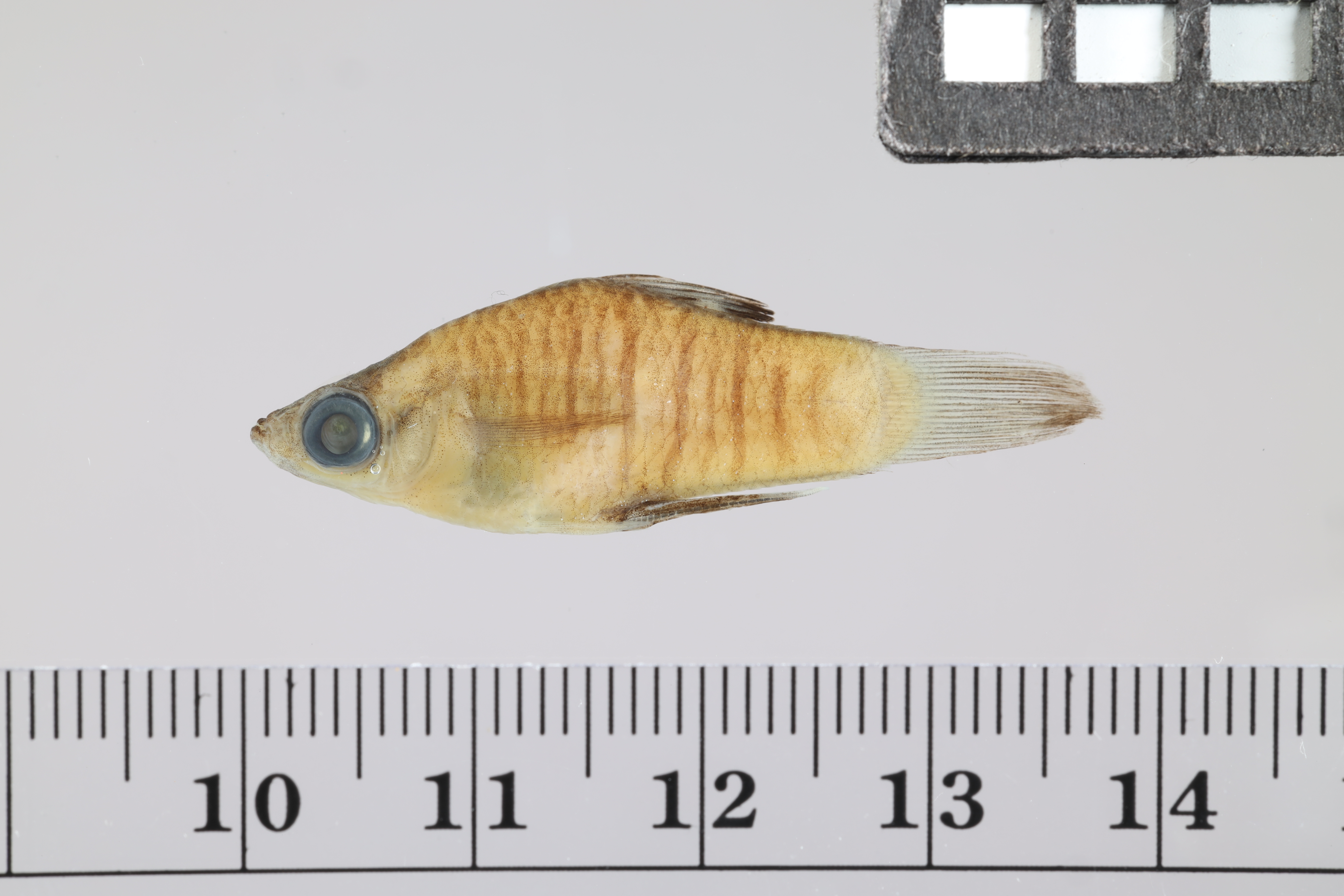 Barred livebearer (Carlhubbsia stuarti) — Poeciliidae