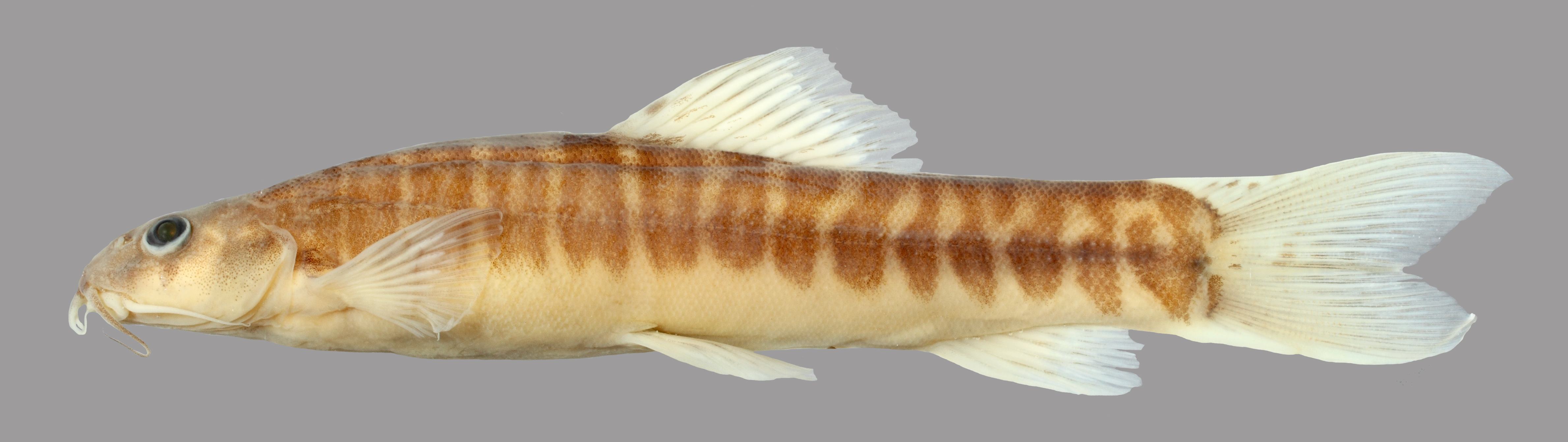 Nemacheilus selangoricus thumbnail