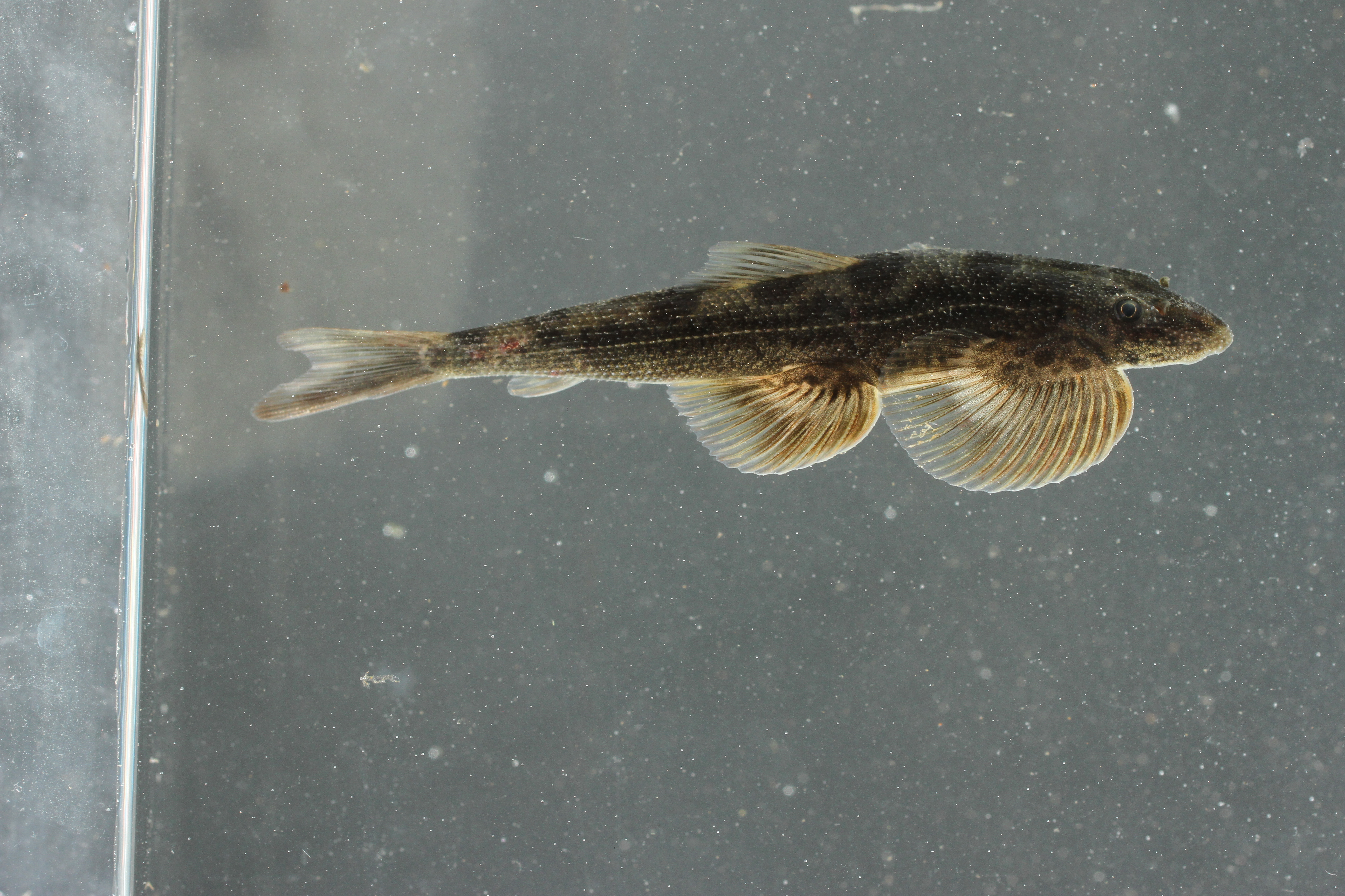 Burmese hillstream loach (Balitora burmanica) — Balitoridae