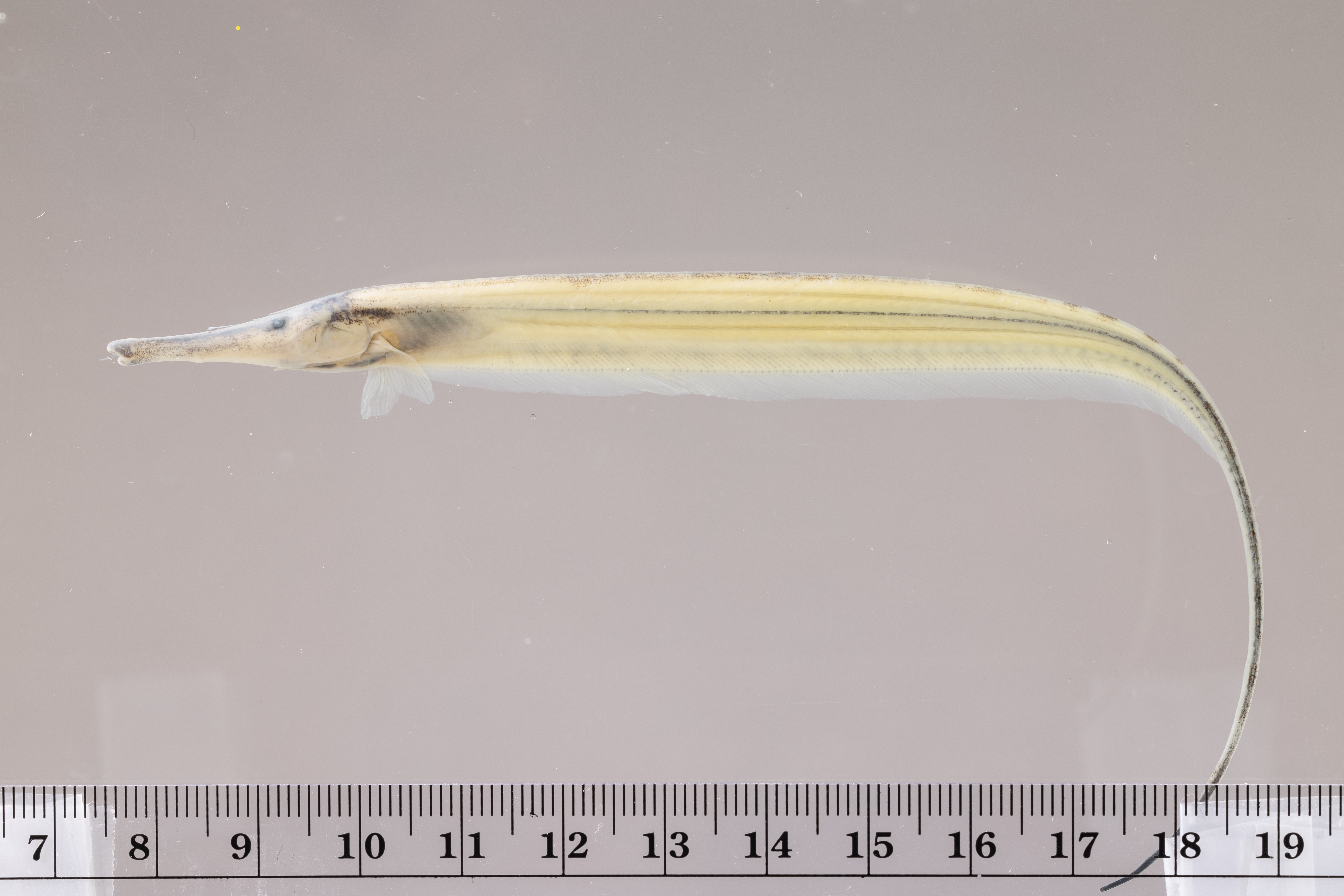 Mousetail knifefish (Gymnorhamphichthys rondoni) — Rhamphichthyidae — 3