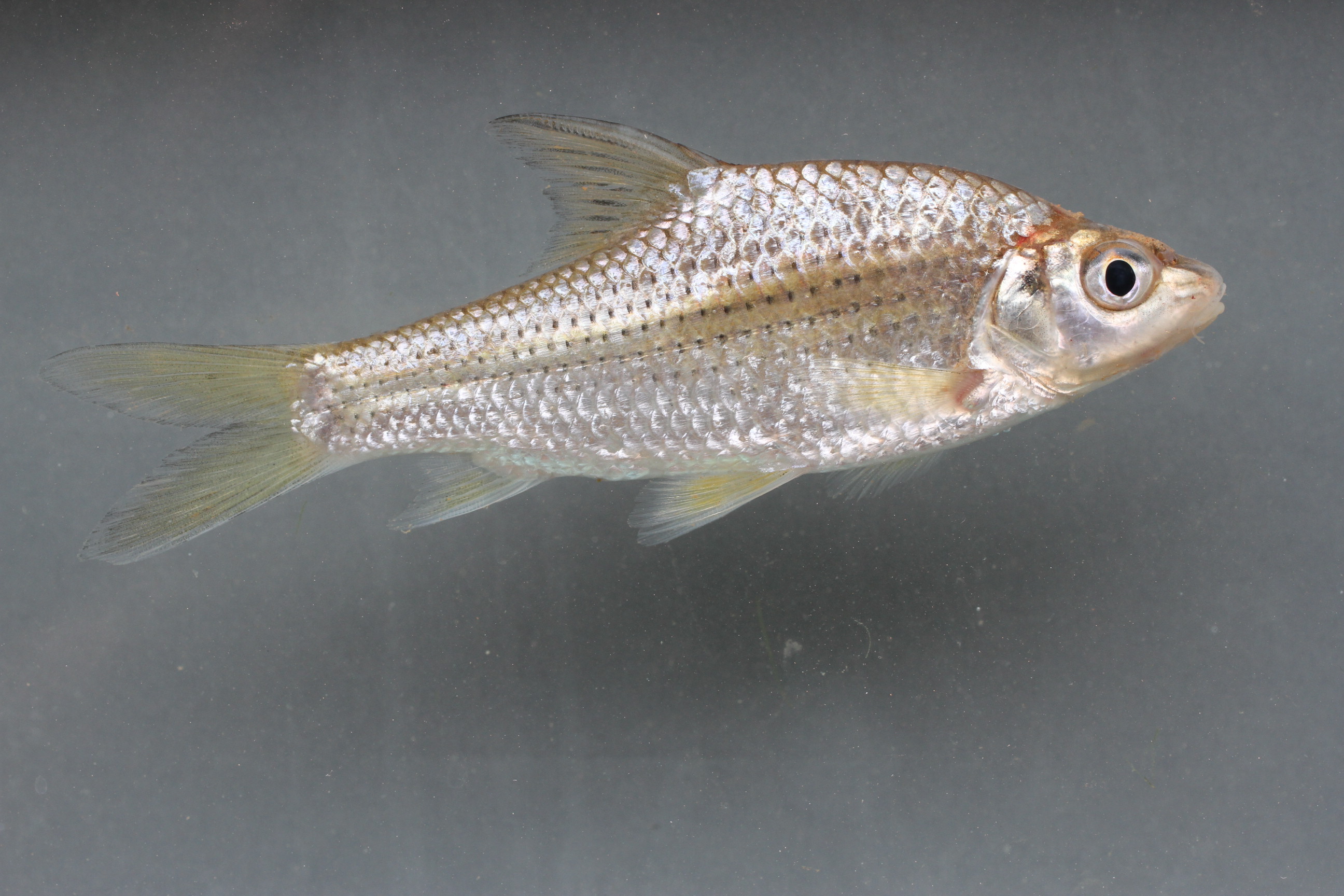 Gewapende barbeel (Anematichthys armatus) — Cyprinidae — 3