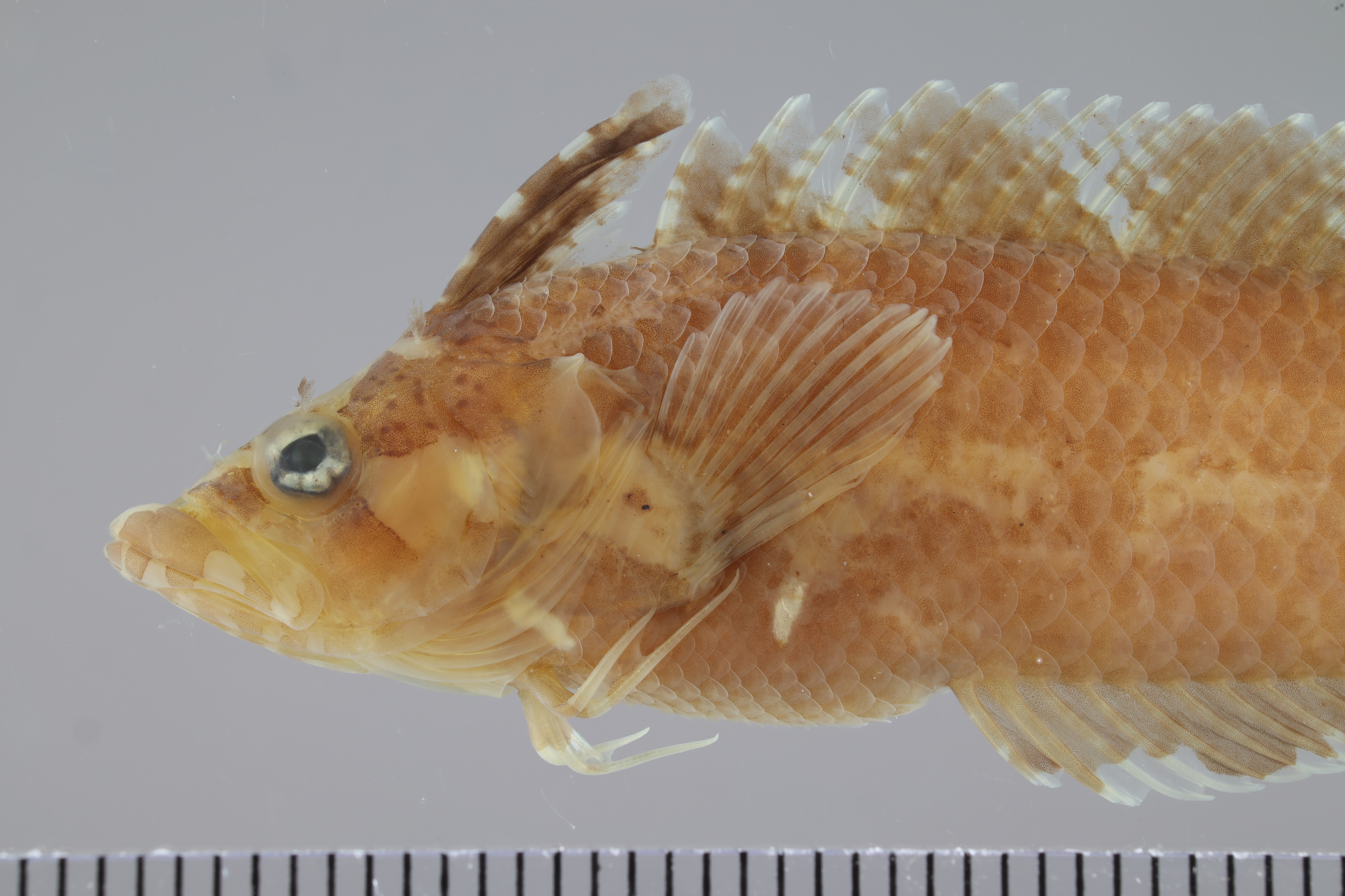Paraclinus marmoratus thumbnail