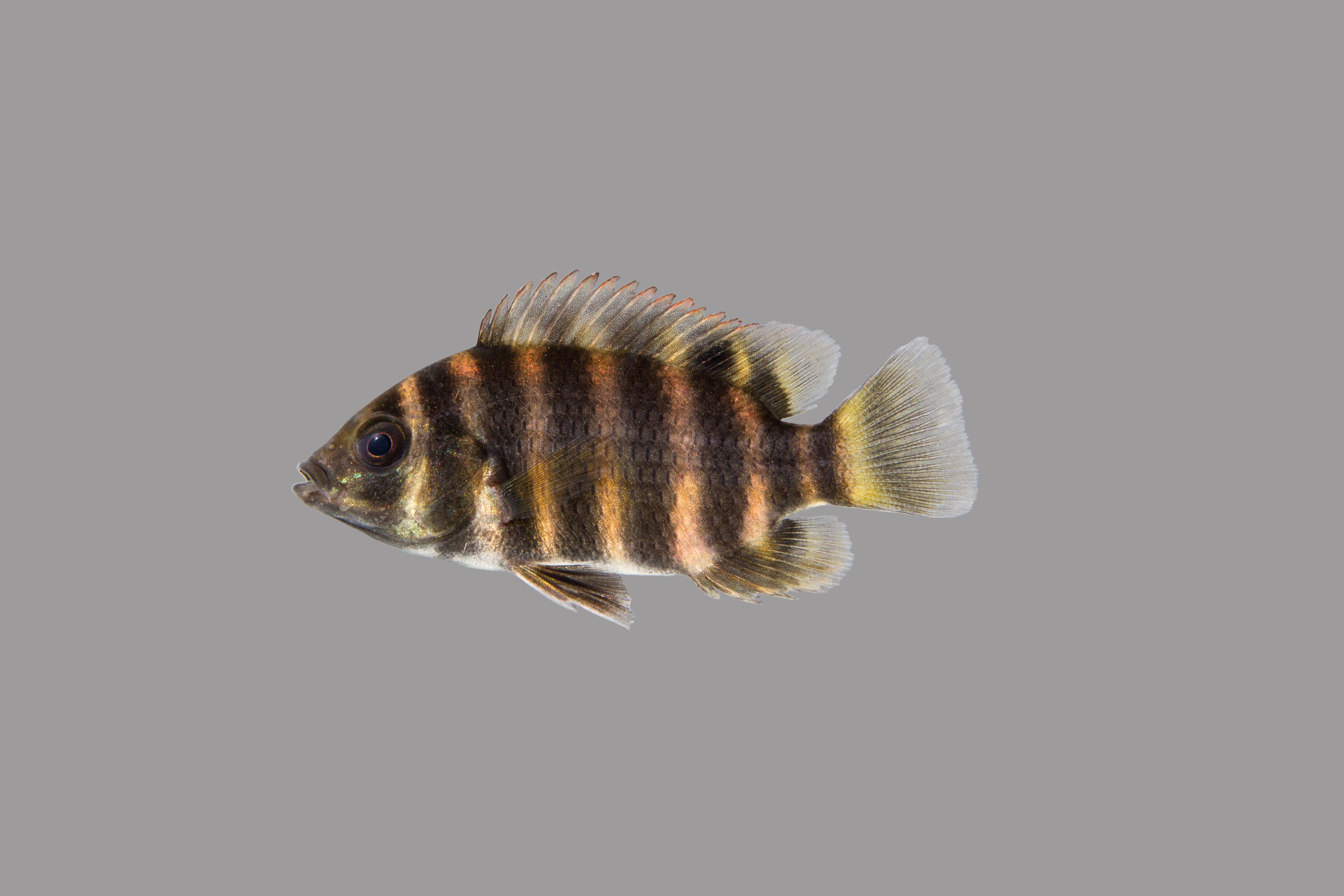 Cichlidae image