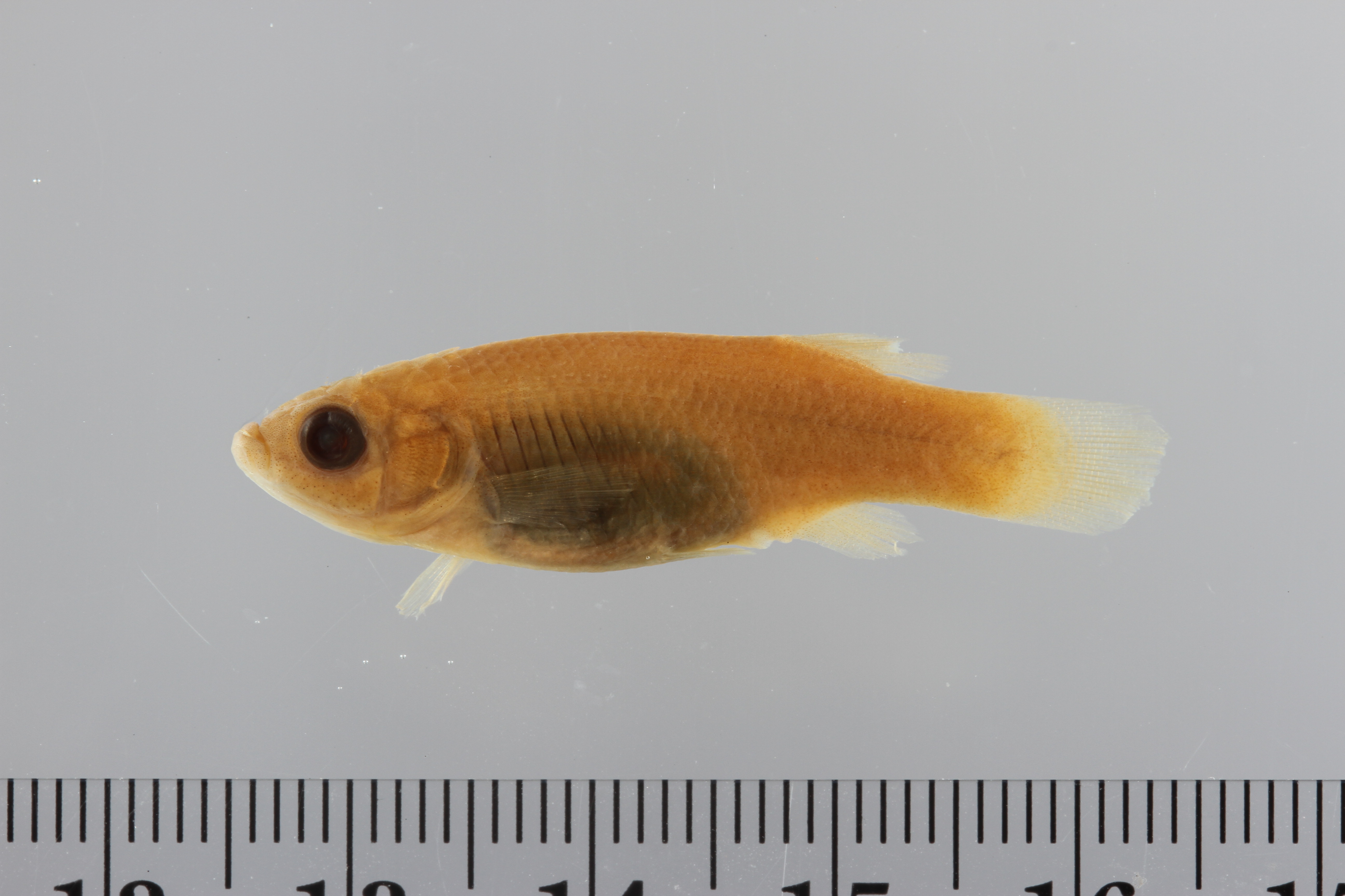 Blackfin goodea (Goodea atripinnis) — Goodeidae — 3