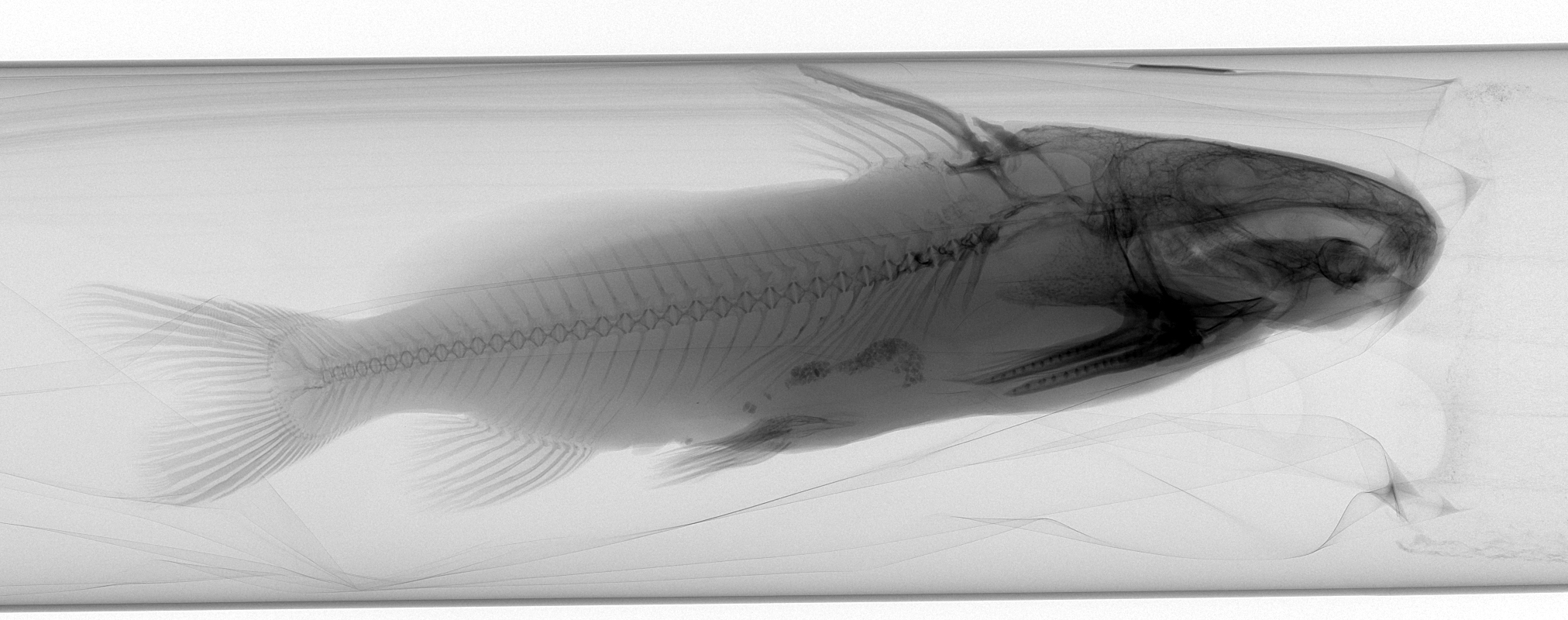 Synodontis ilebrevis thumbnail