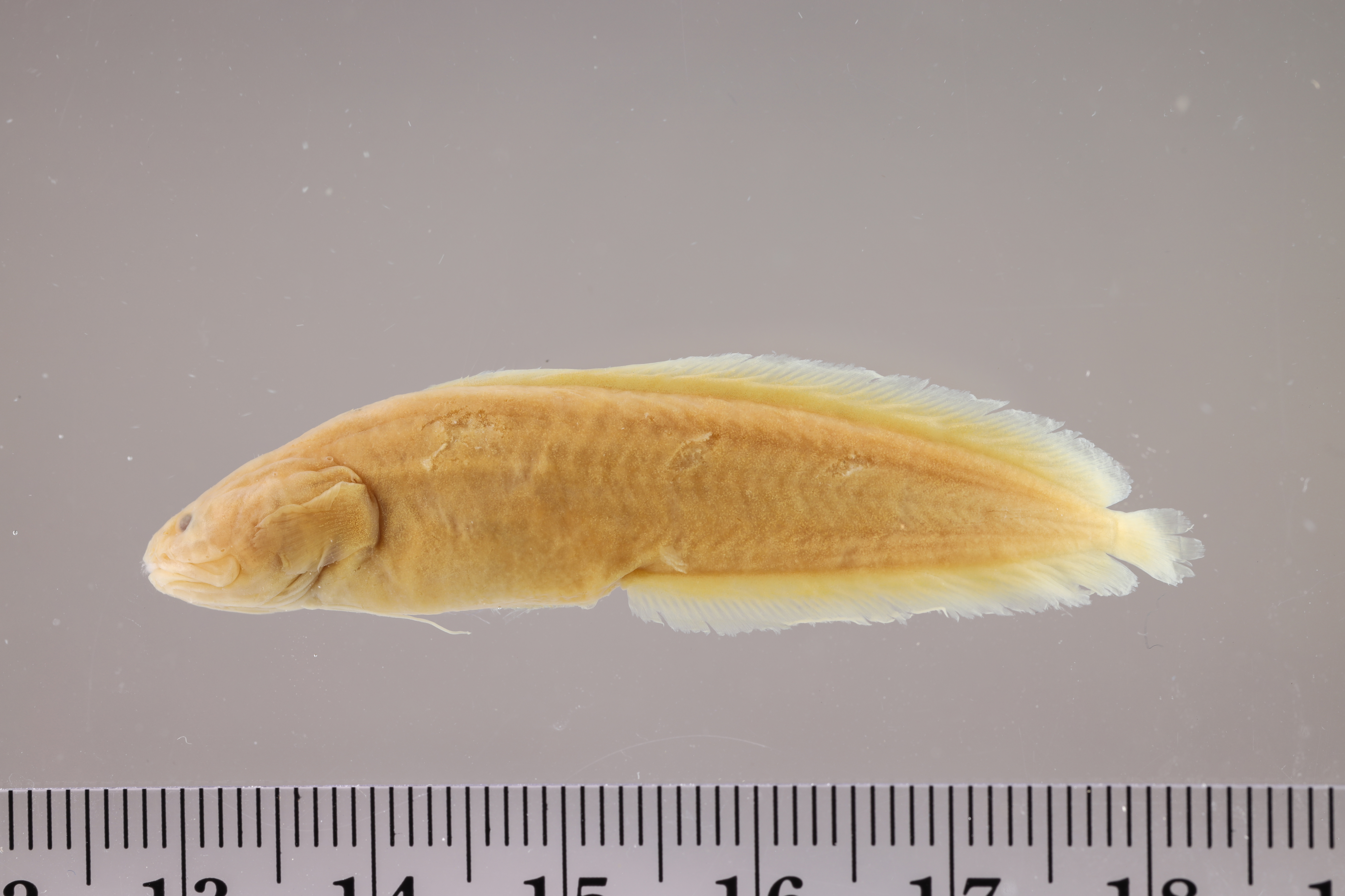 Key Brotula (Ogilbia cayorum) — Bythitidae — 2