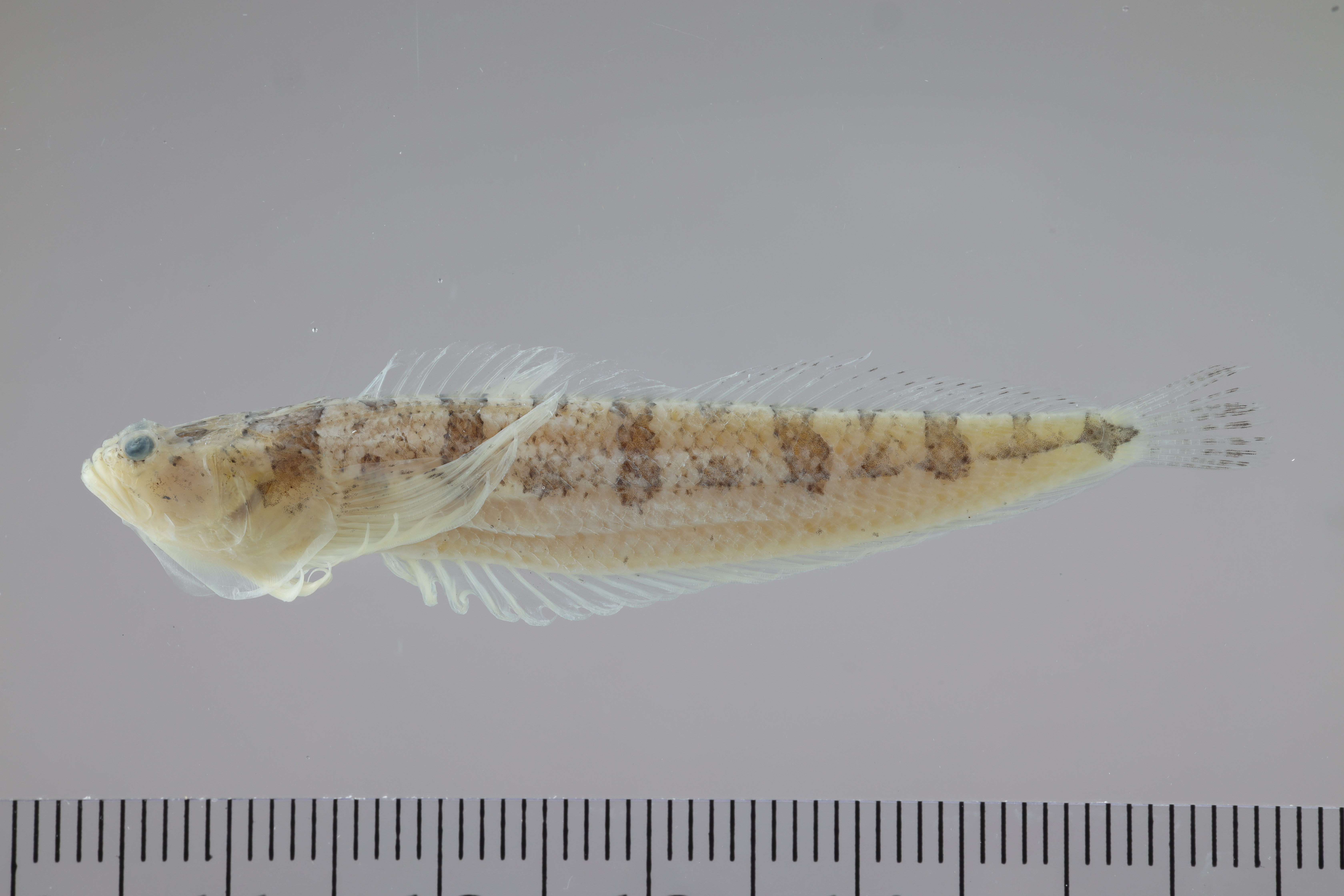 Arrow stargazer (Gillellus greyae) — Dactyloscopidae