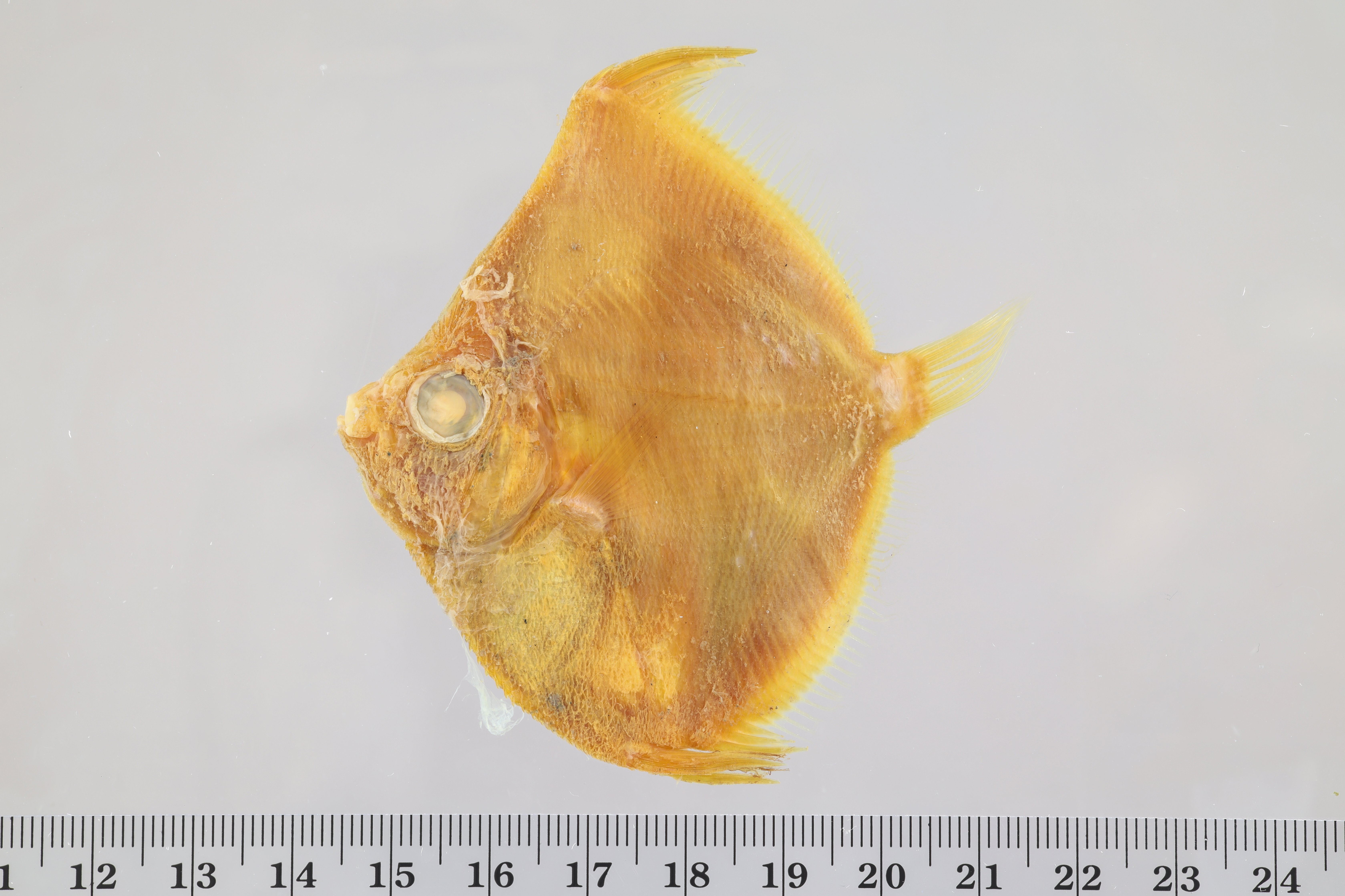 Antigonia capros thumbnail