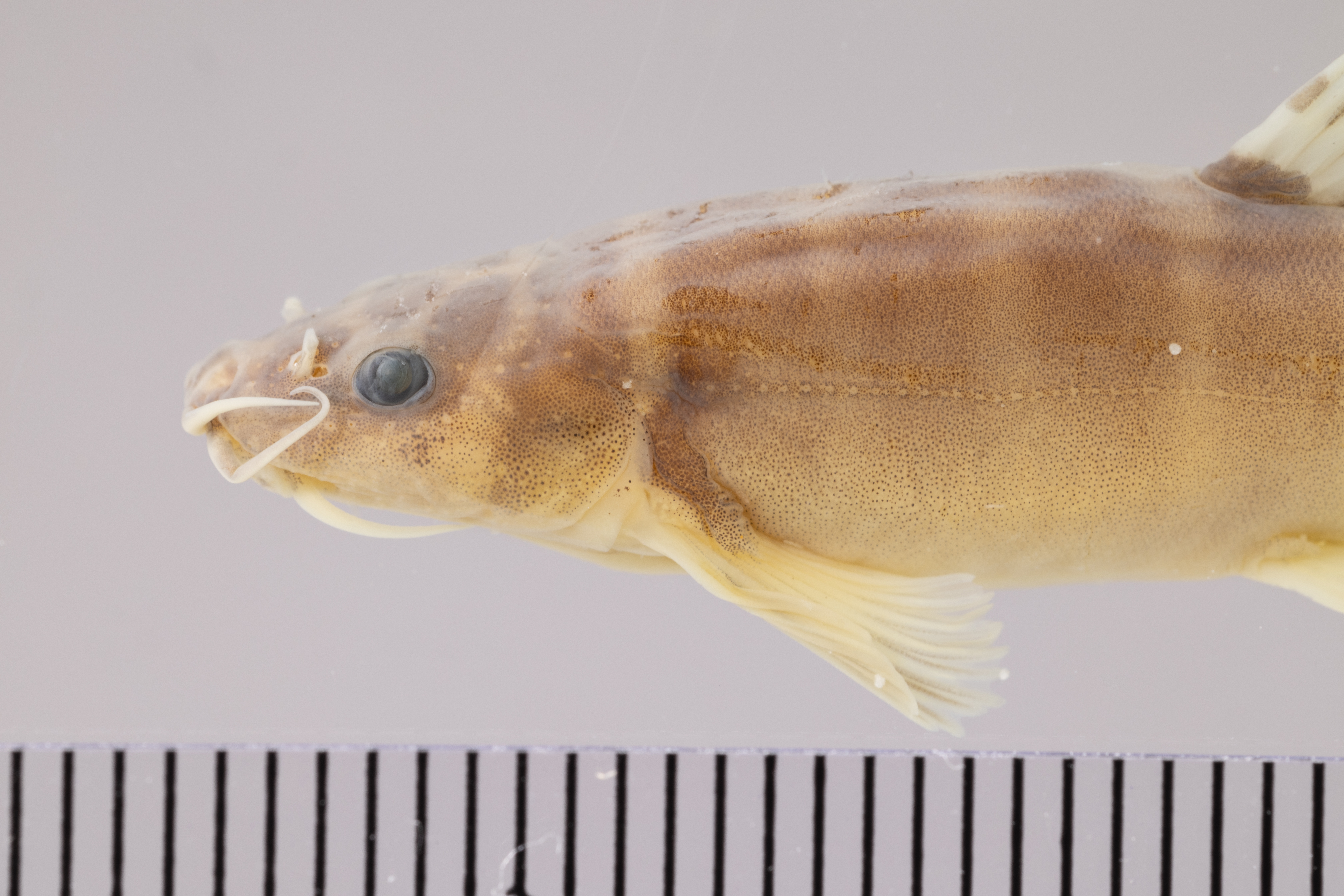 Schistura kohchangensis thumbnail