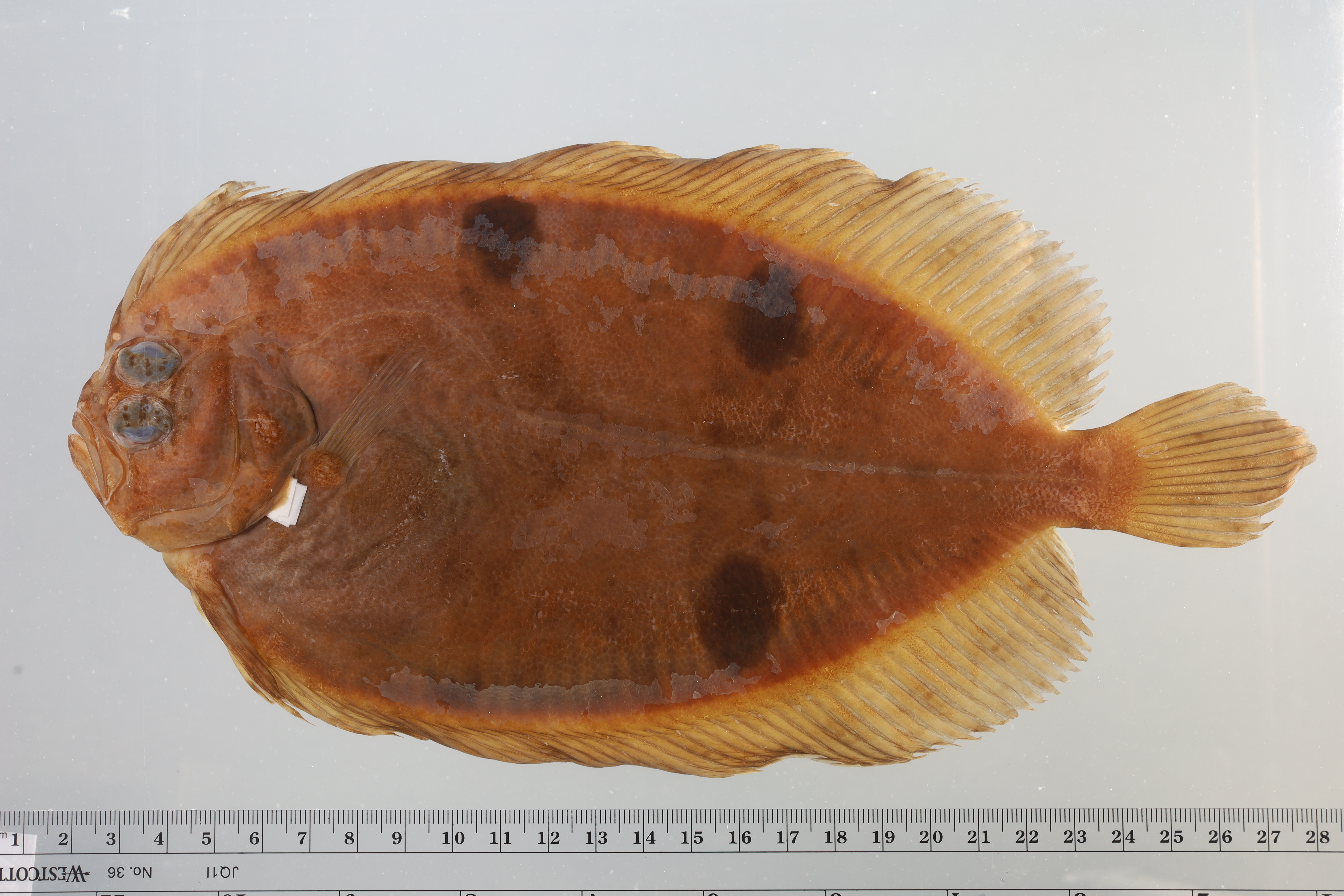 Shrimp flounder (Gastropsetta frontalis) — Paralichthyidae