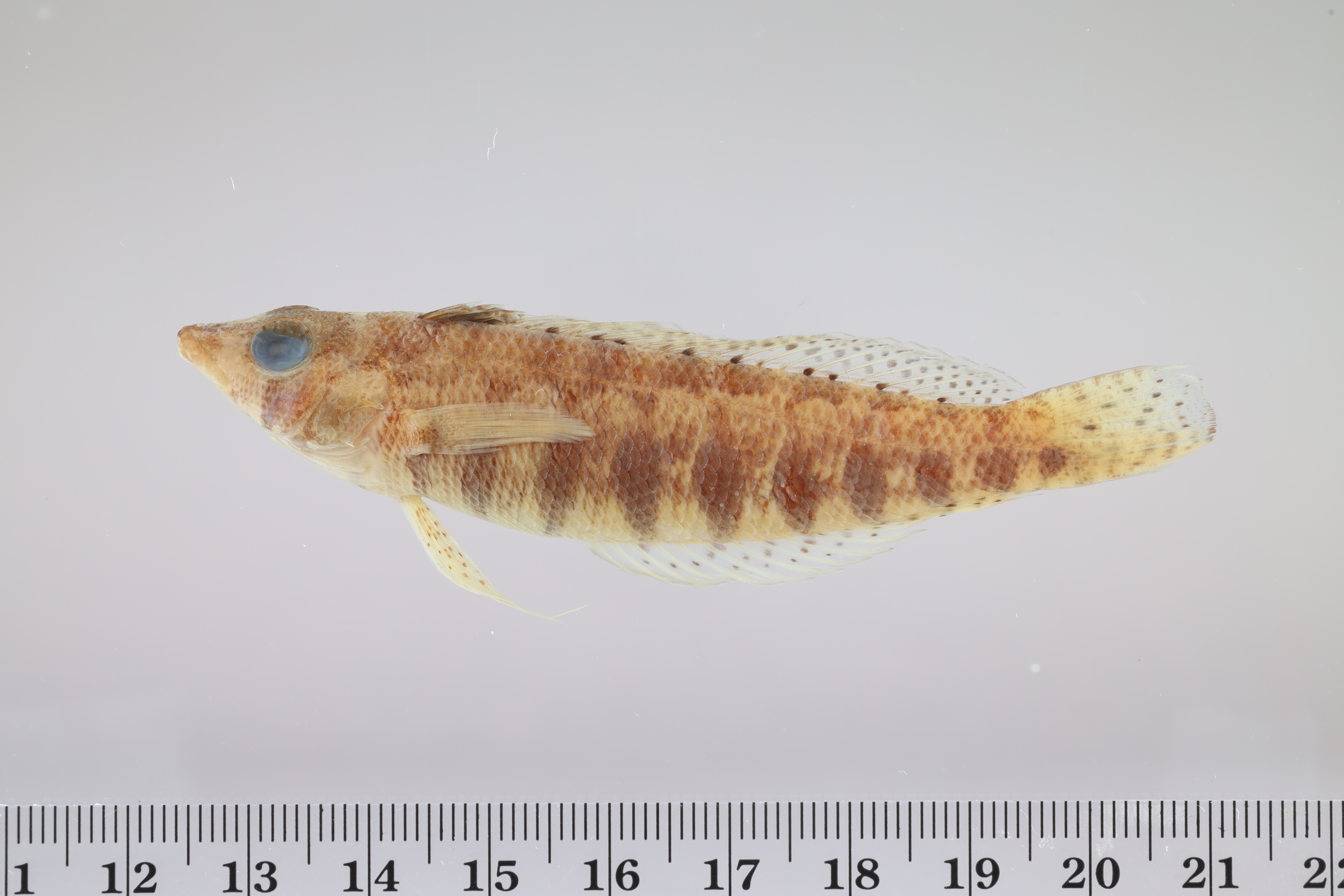 Parapercis cylindrica thumbnail