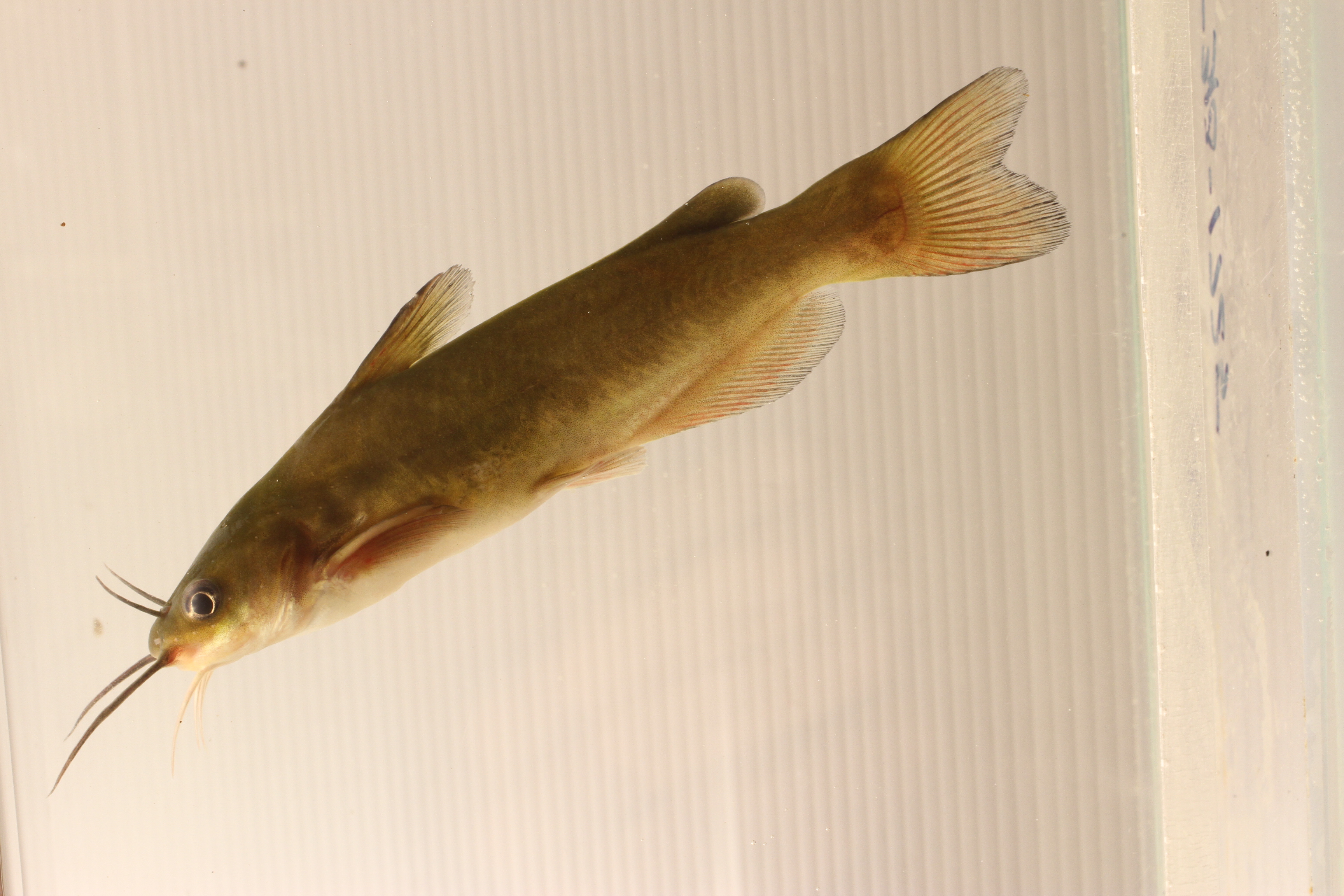 Ameiurus catus
