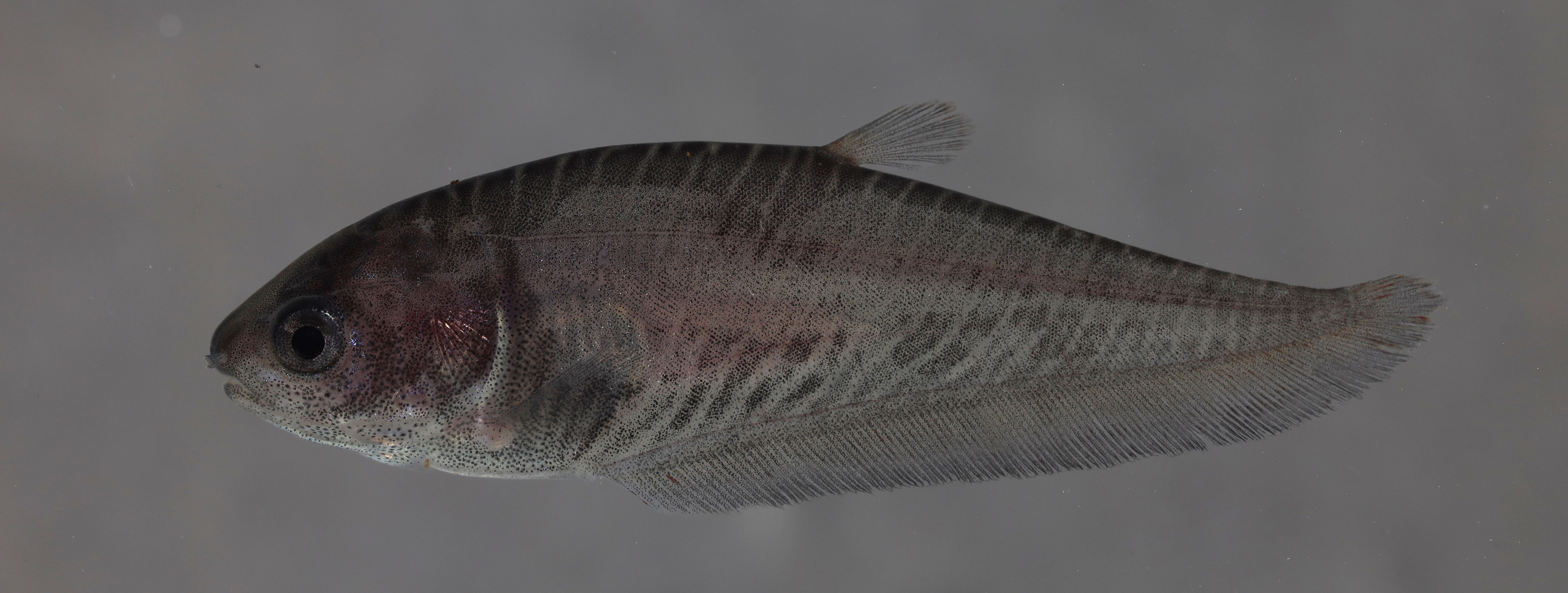 Asiatic knifefish (Notopterus notopterus) — Notopteridae — 4