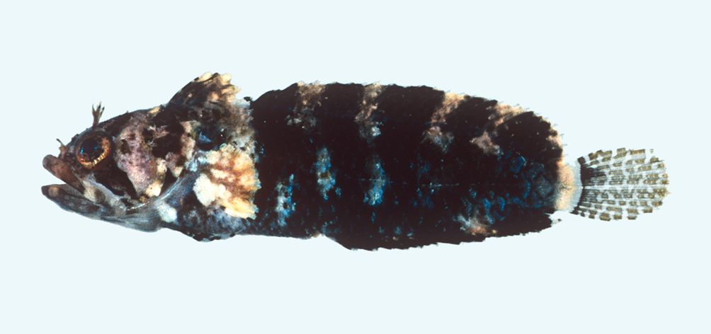 Coral blenny (Paraclinus cingulatus) — Labrisomidae