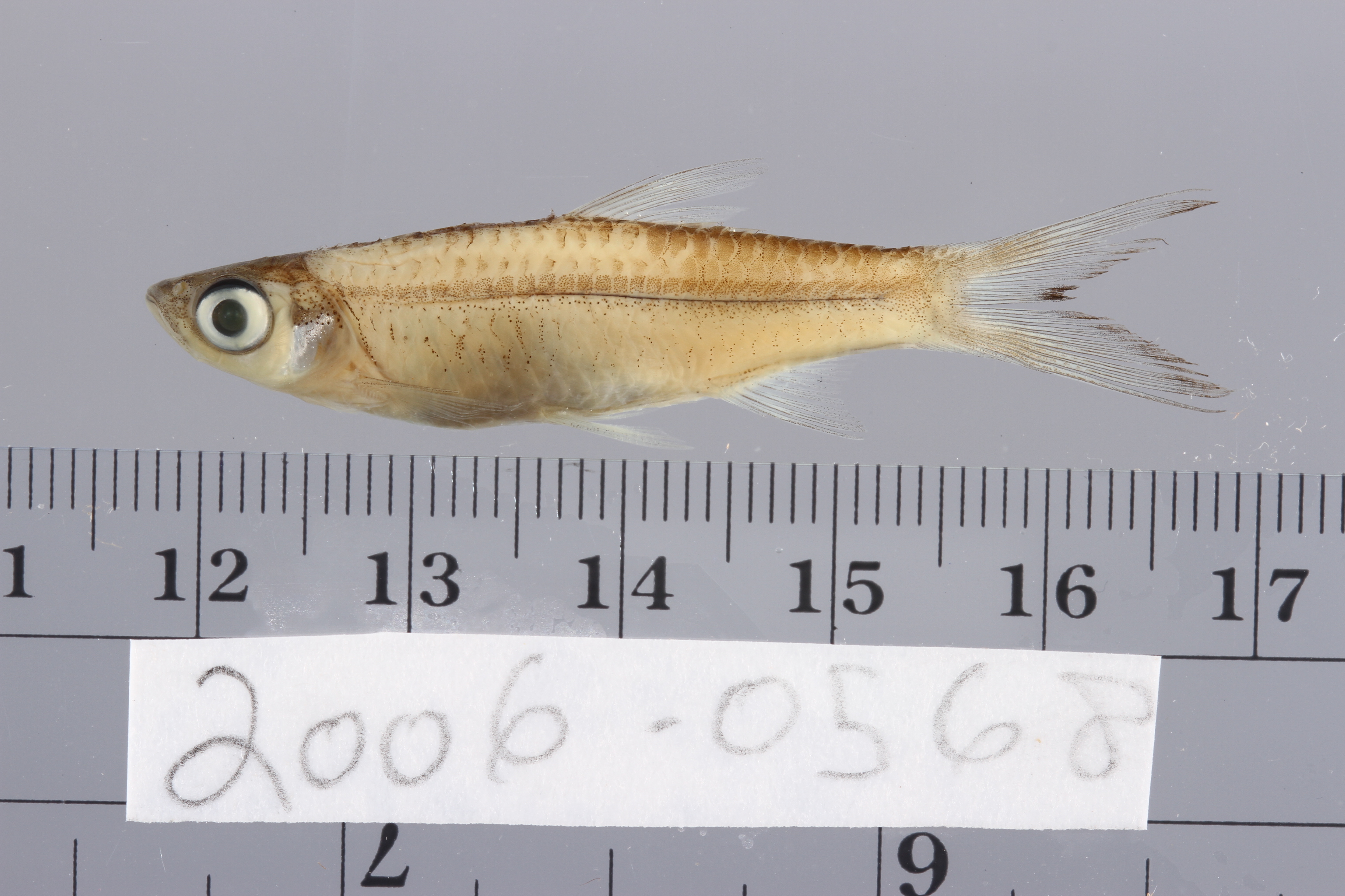 Sidestrap rasbora (Rasbora lateristriata) — Cyprinidae — 3