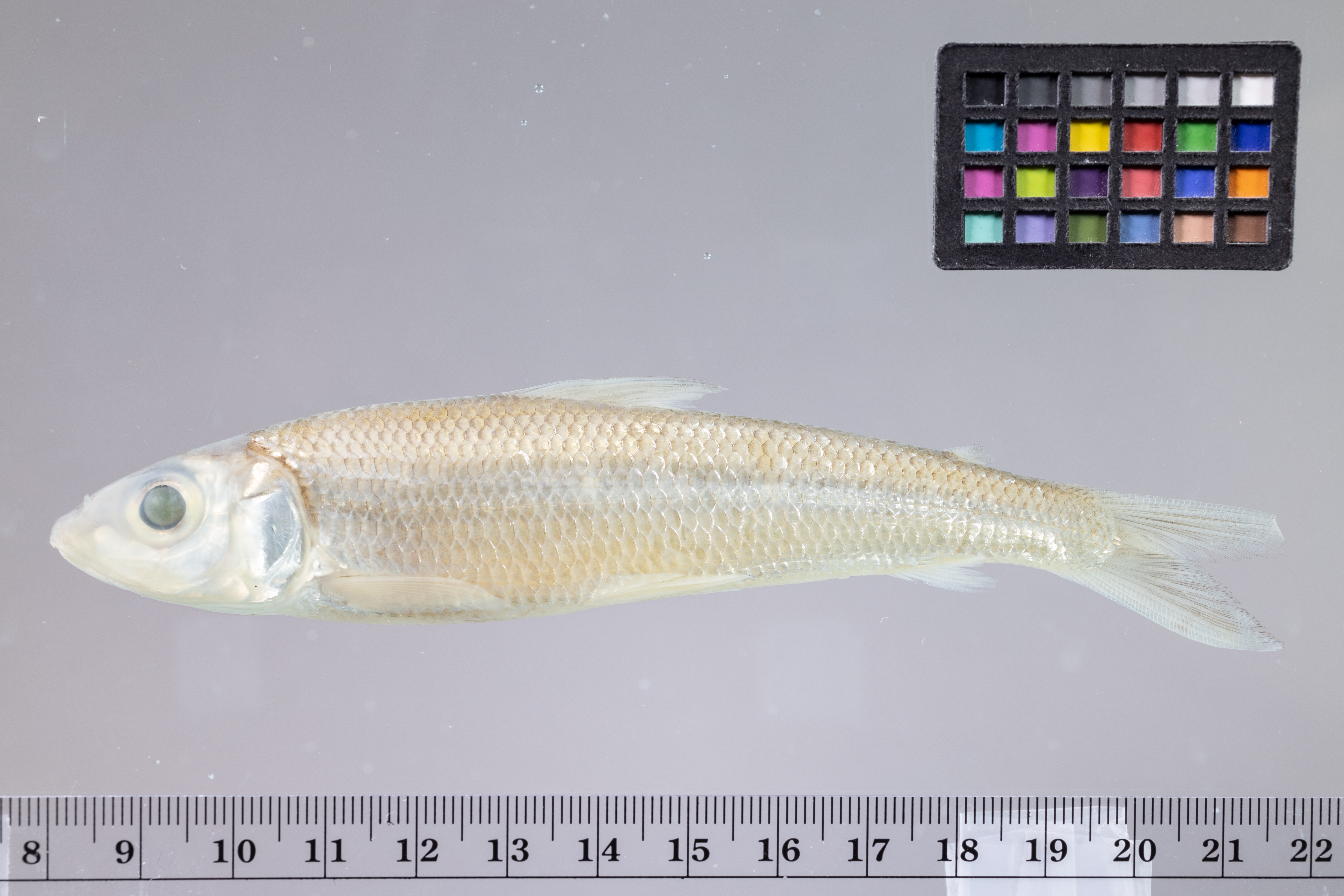 Fowler's halftooth tetra (Bivibranchia fowleri) — Hemiodontidae