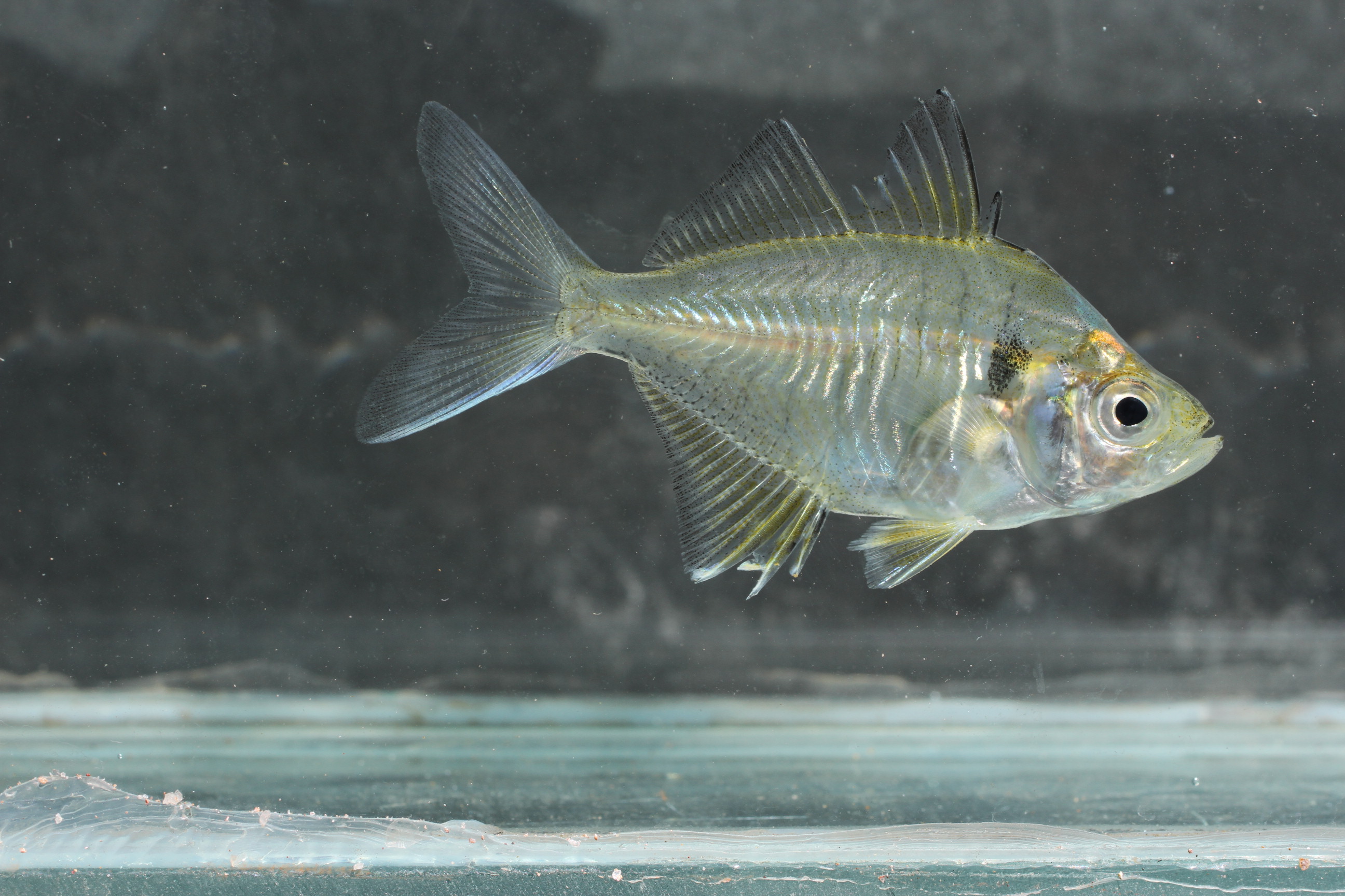 Parambassis siamensis