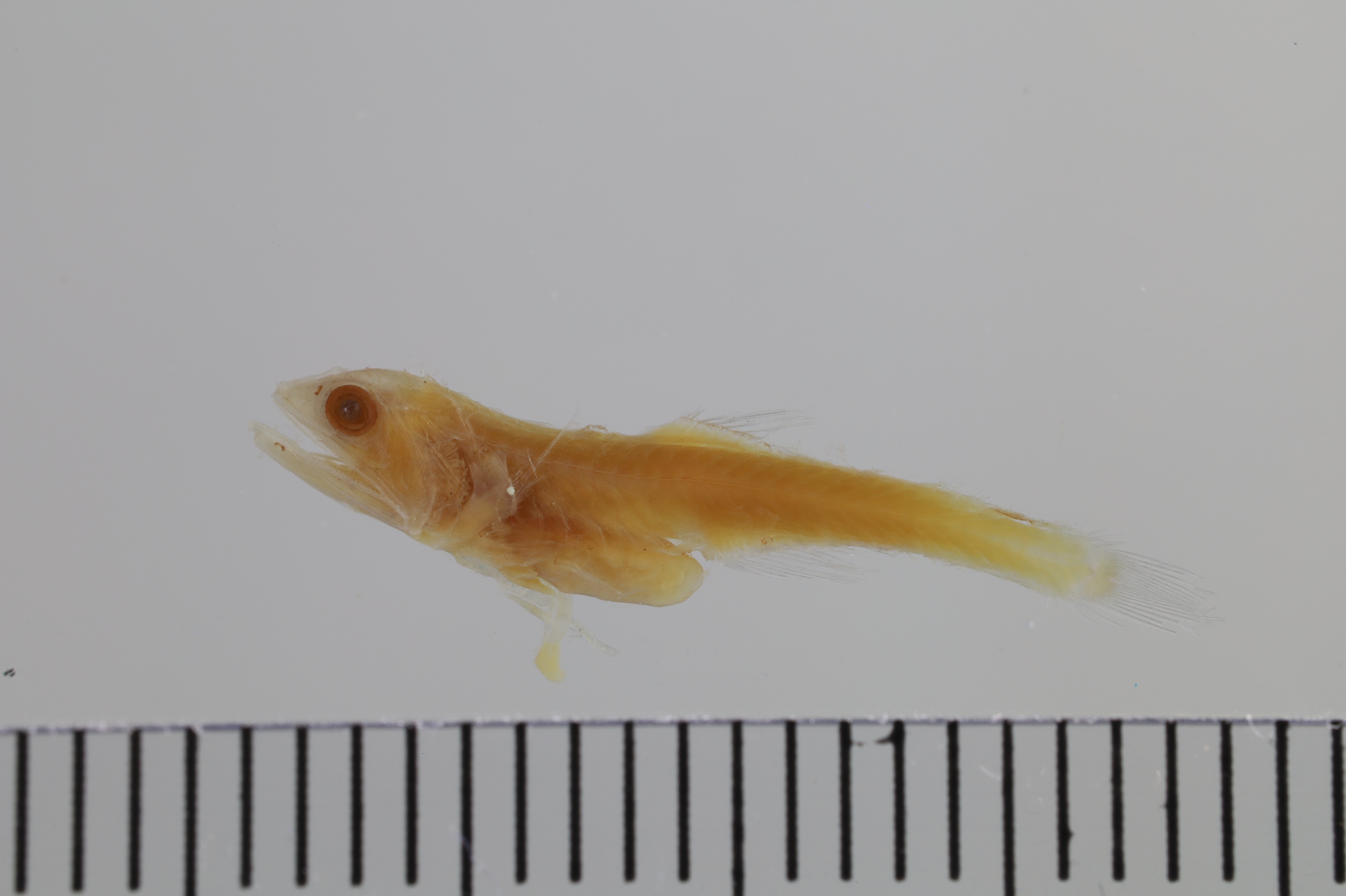 Notolychnus valdiviae thumbnail