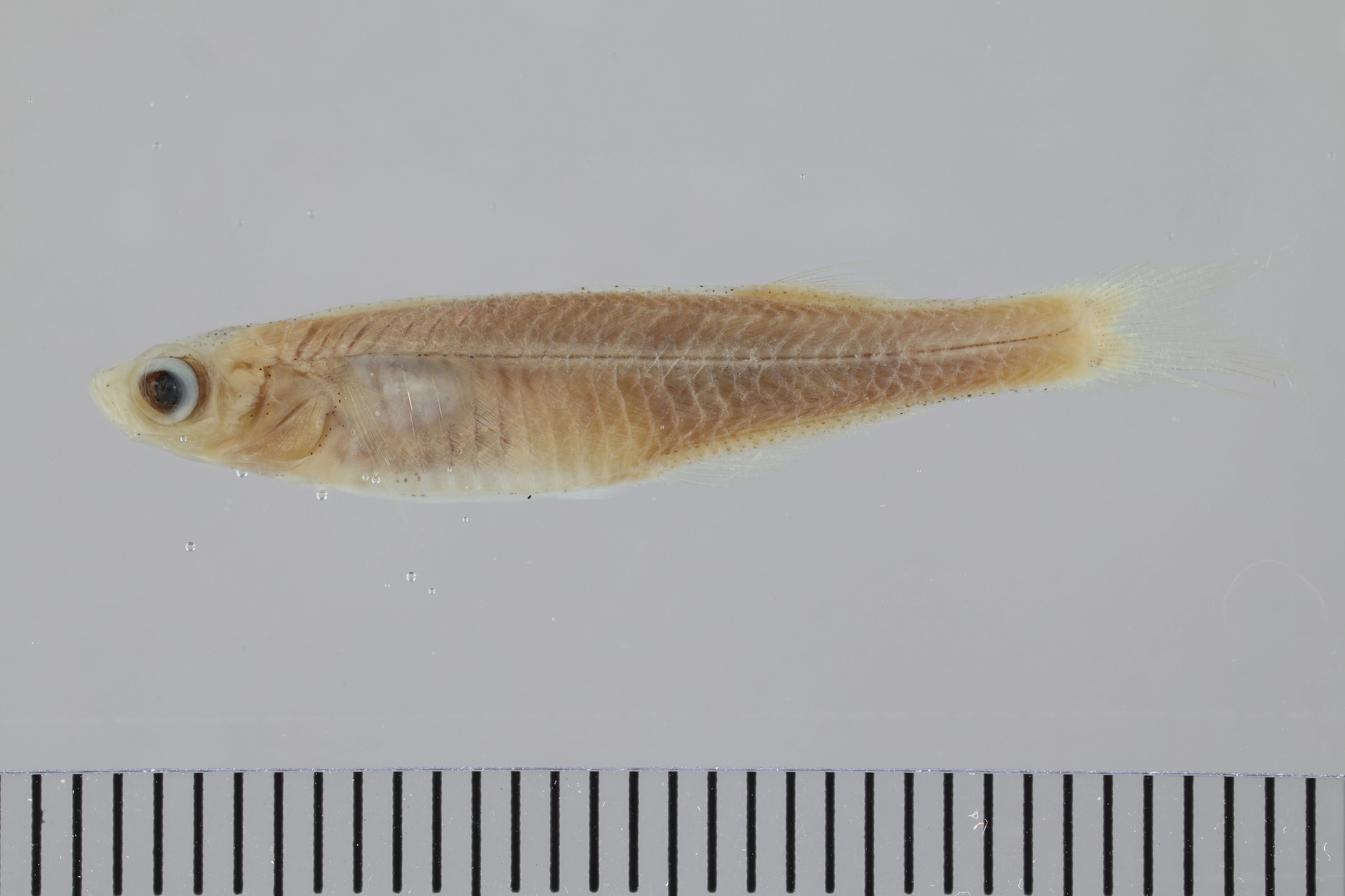 Neostethus thessa