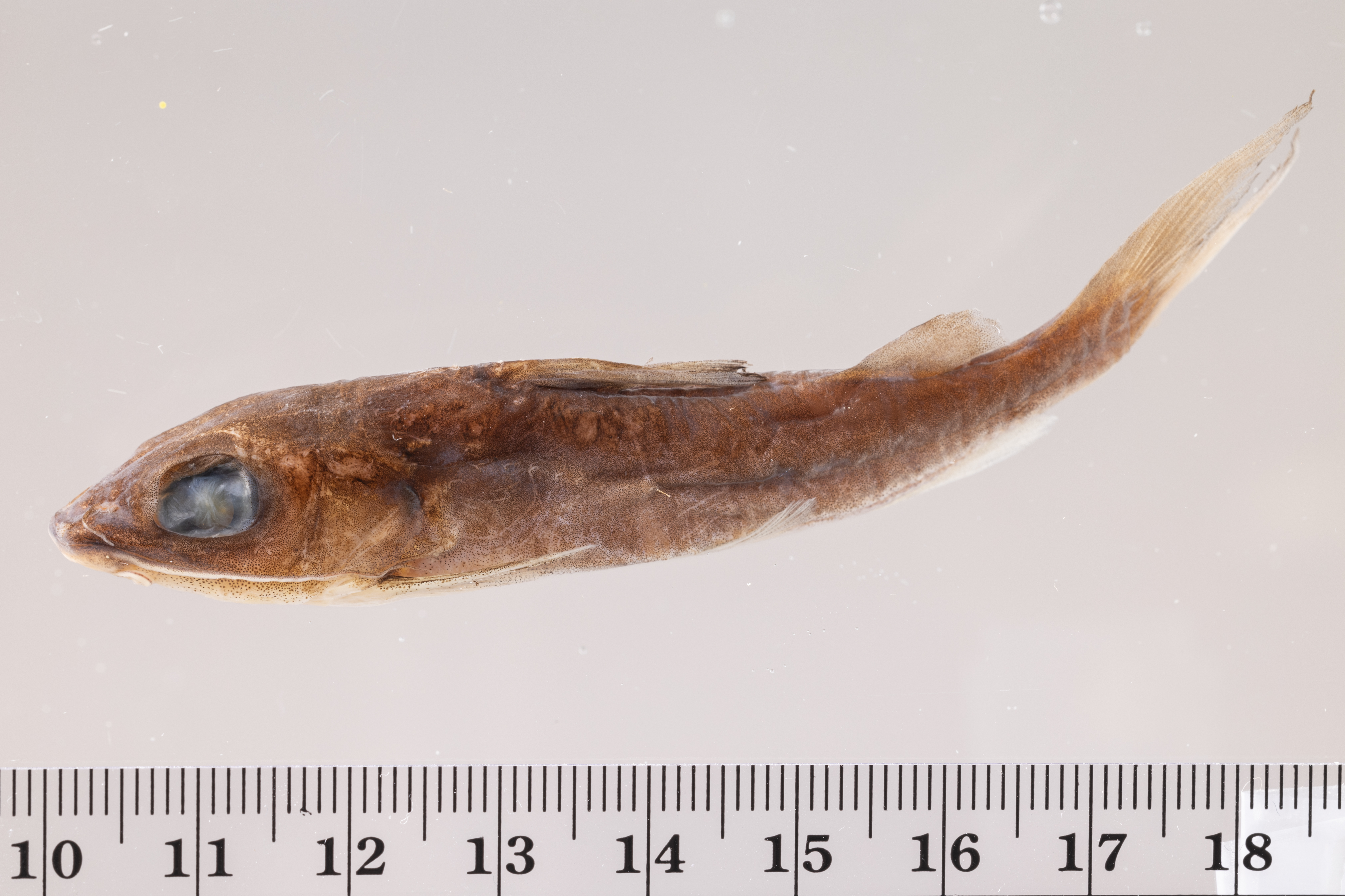 Synodontis greshoffi thumbnail
