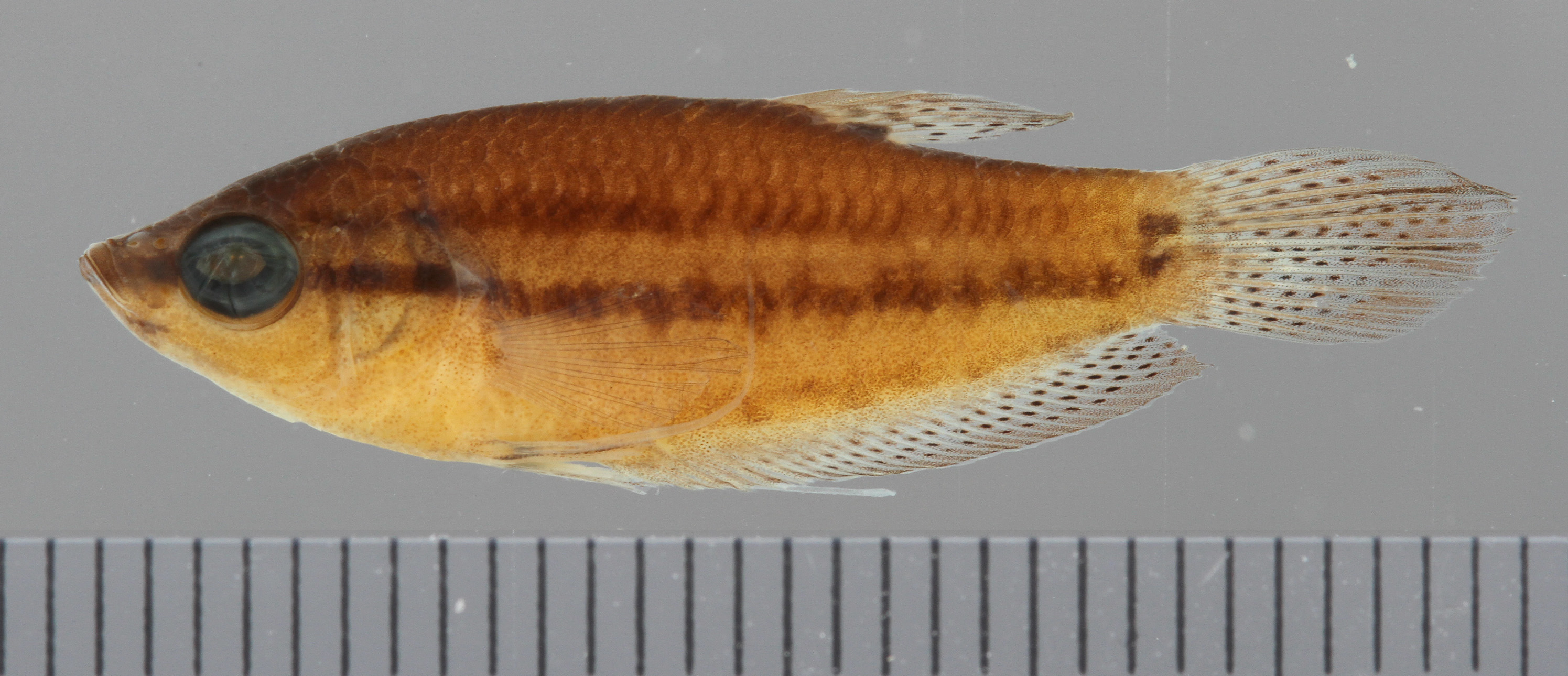 Threestripe croaking gourami (Trichopsis schalleri) — Osphronemidae — 2