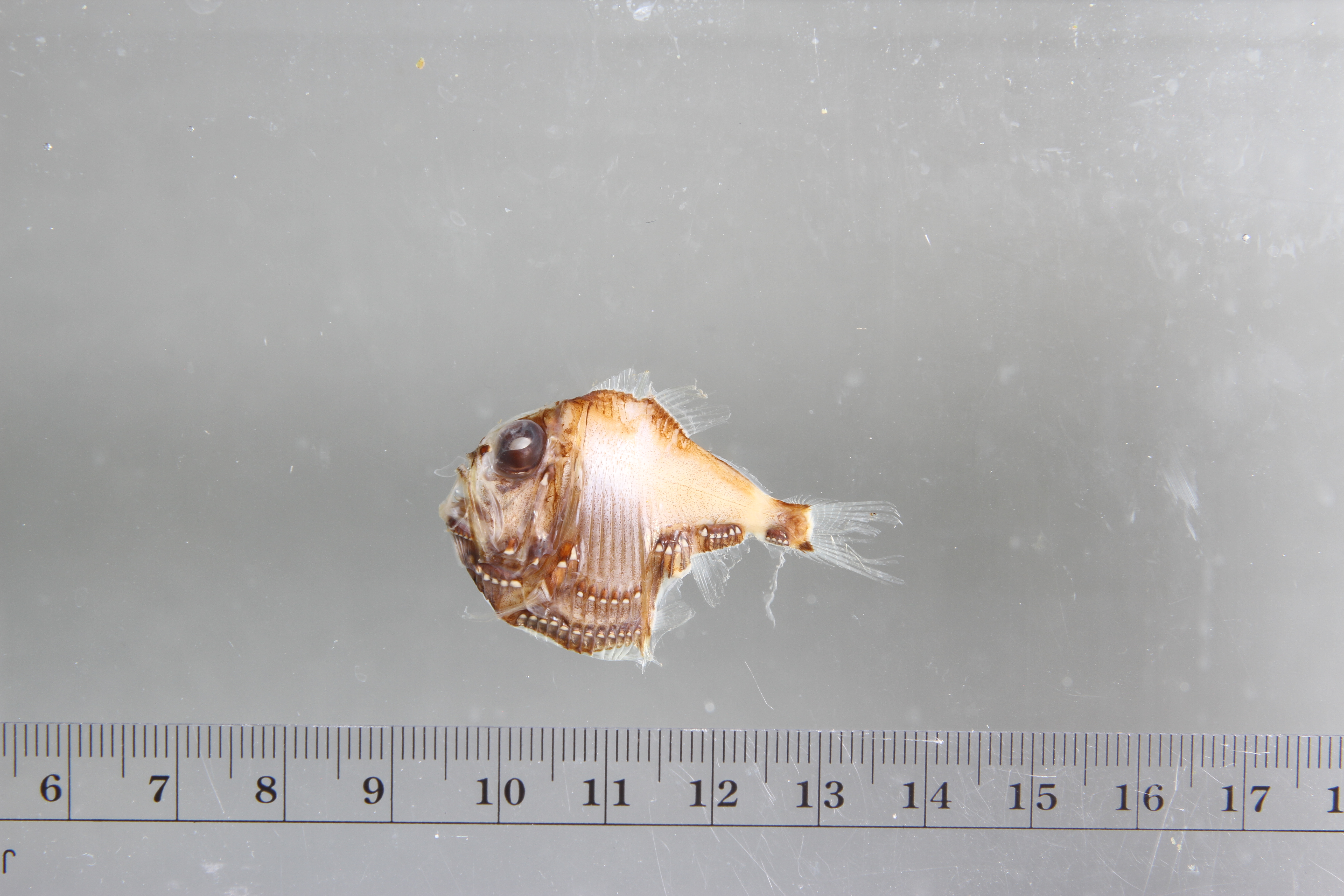 Argyropelecus olfersii thumbnail