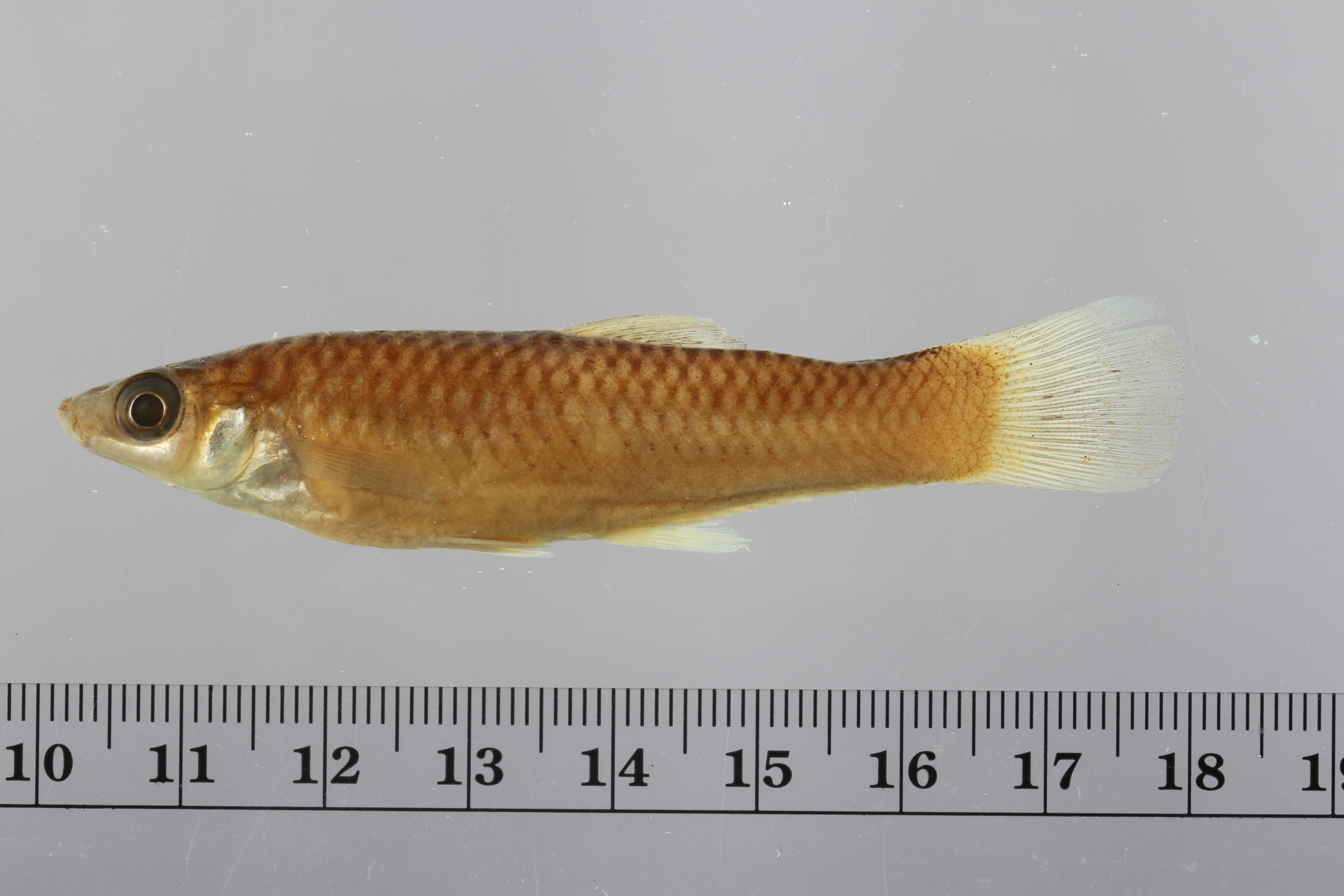 Alfaro (Alfaro cultratus) — Poeciliidae — 3