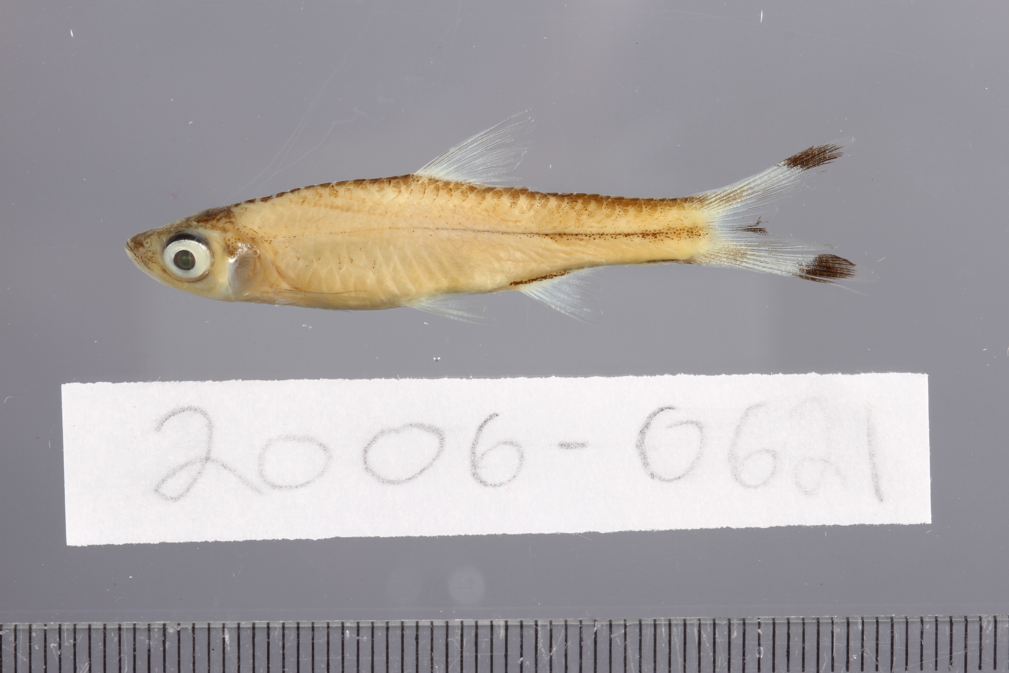 Black scissortail (Rasbora trilineata) — Cyprinidae — 3